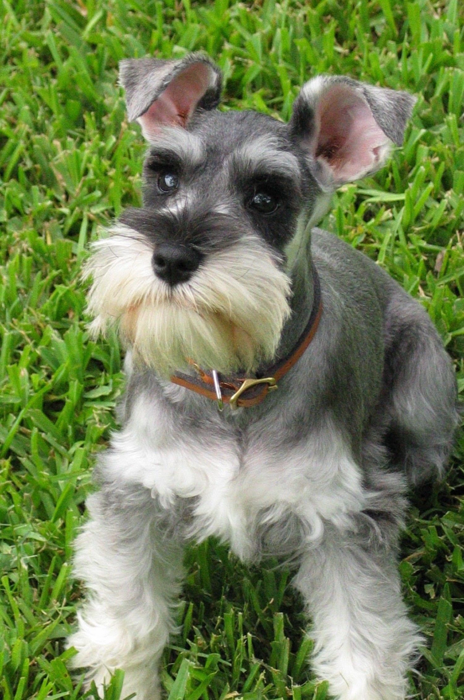 Miniature Schnauzer Puppies | Miniature Schnauzer for Sale ...