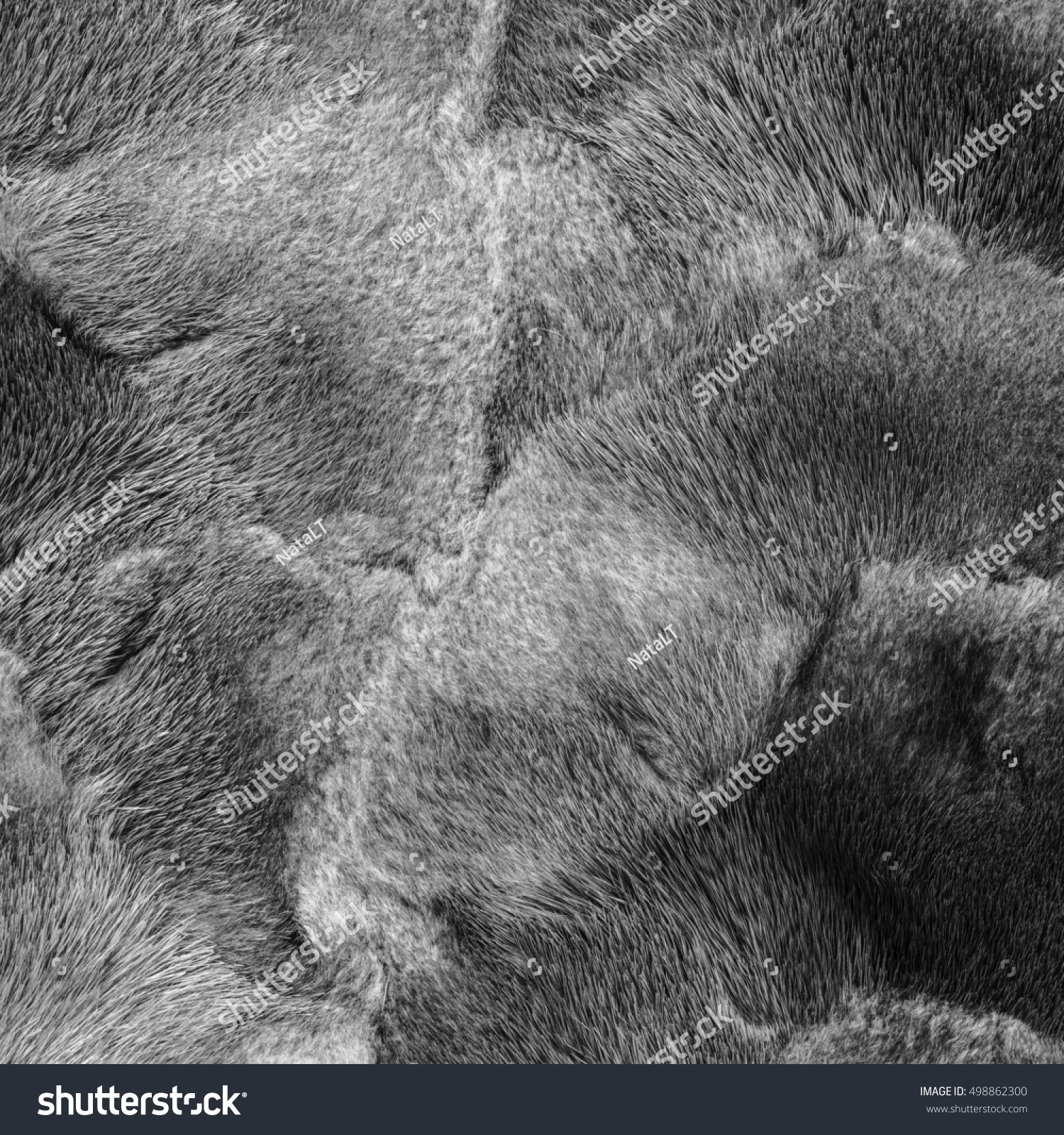 Gray Mink Fur Texture Closeup Stock Photo (Royalty Free) 498862300 ...