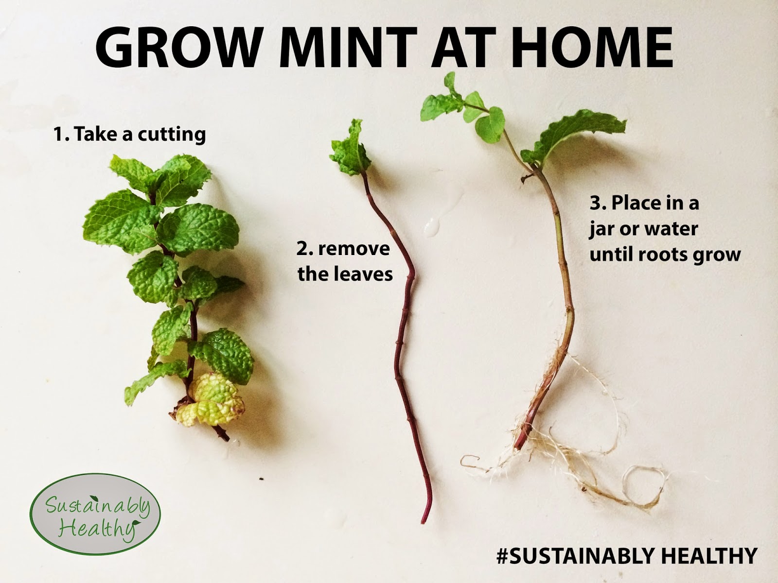 Grow mint in Singapore