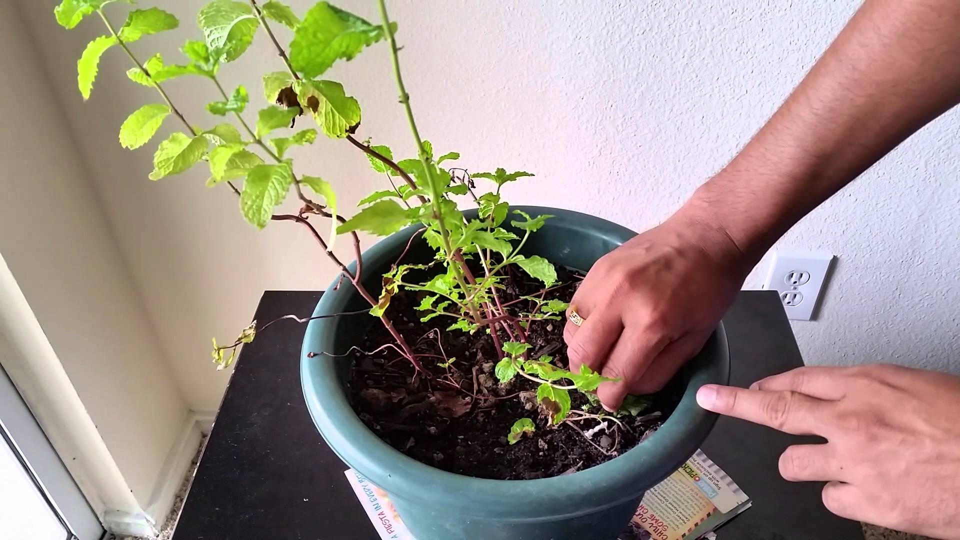 How to grow Mint in Pot at Home Patio Plant Mint - YouTube