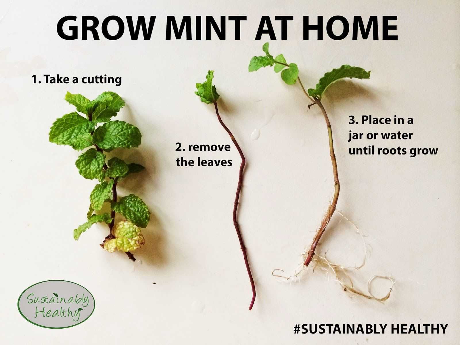mint plant care. mint planting growing and harvesting mint plants ...