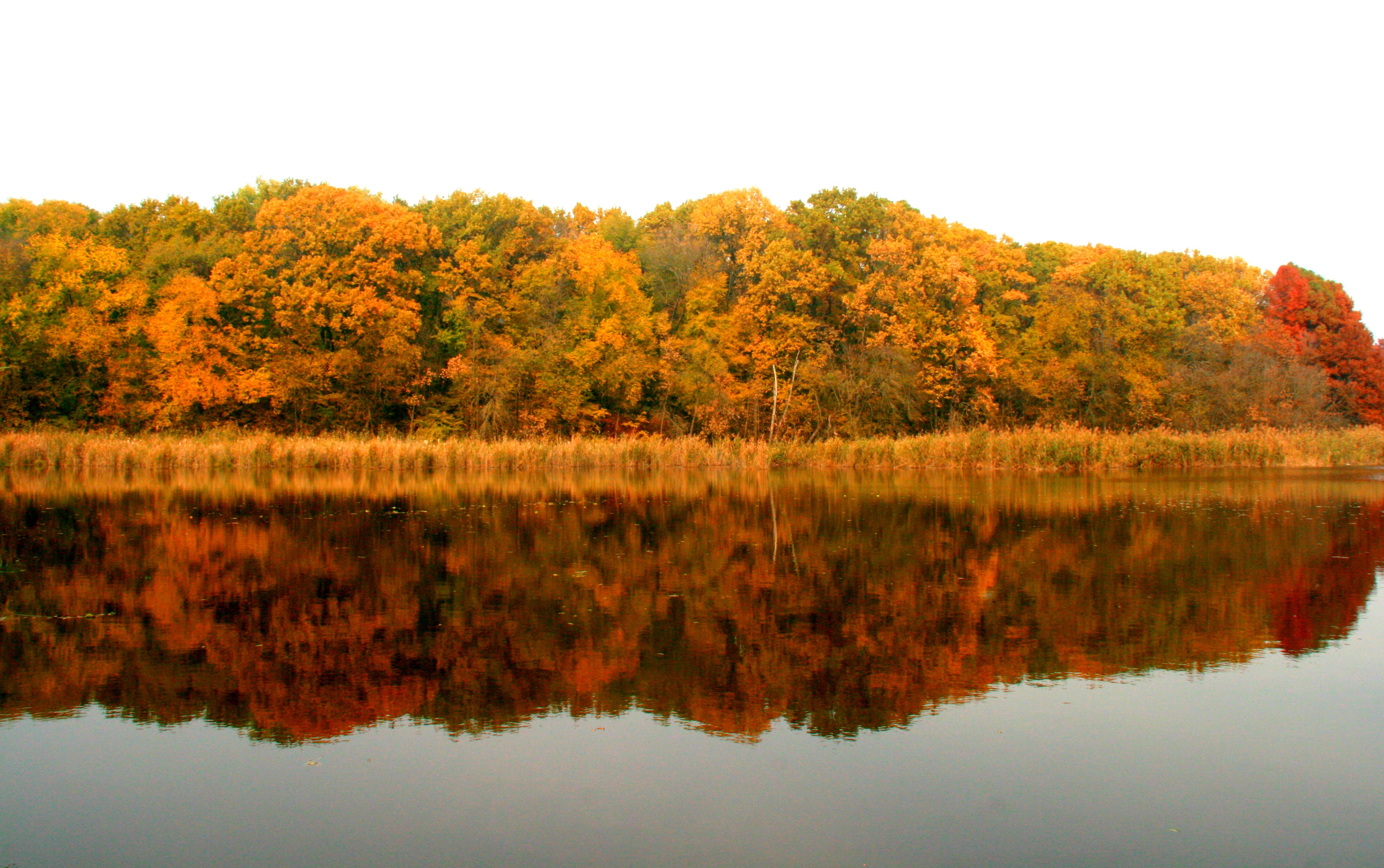 Mirror, Autumn, Color, Forest, Jungle, HQ Photo