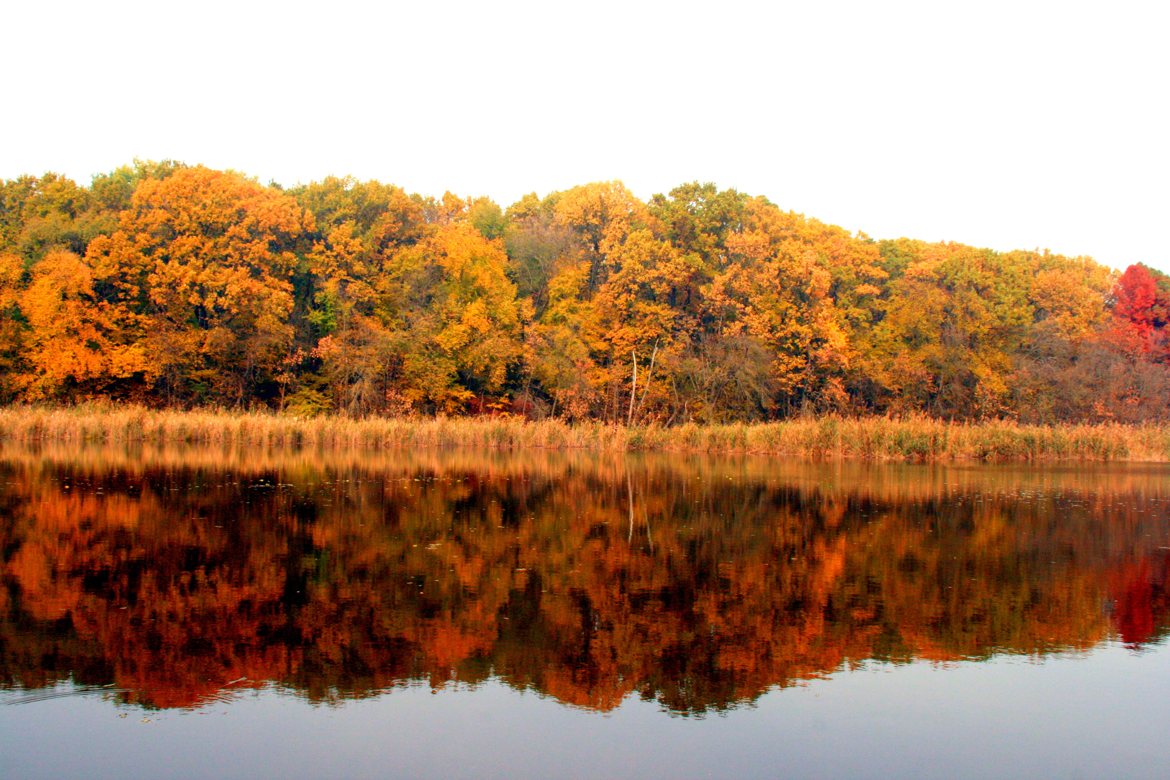 Mirror Effect, Autumn, Color, Forest, Jungle, HQ Photo