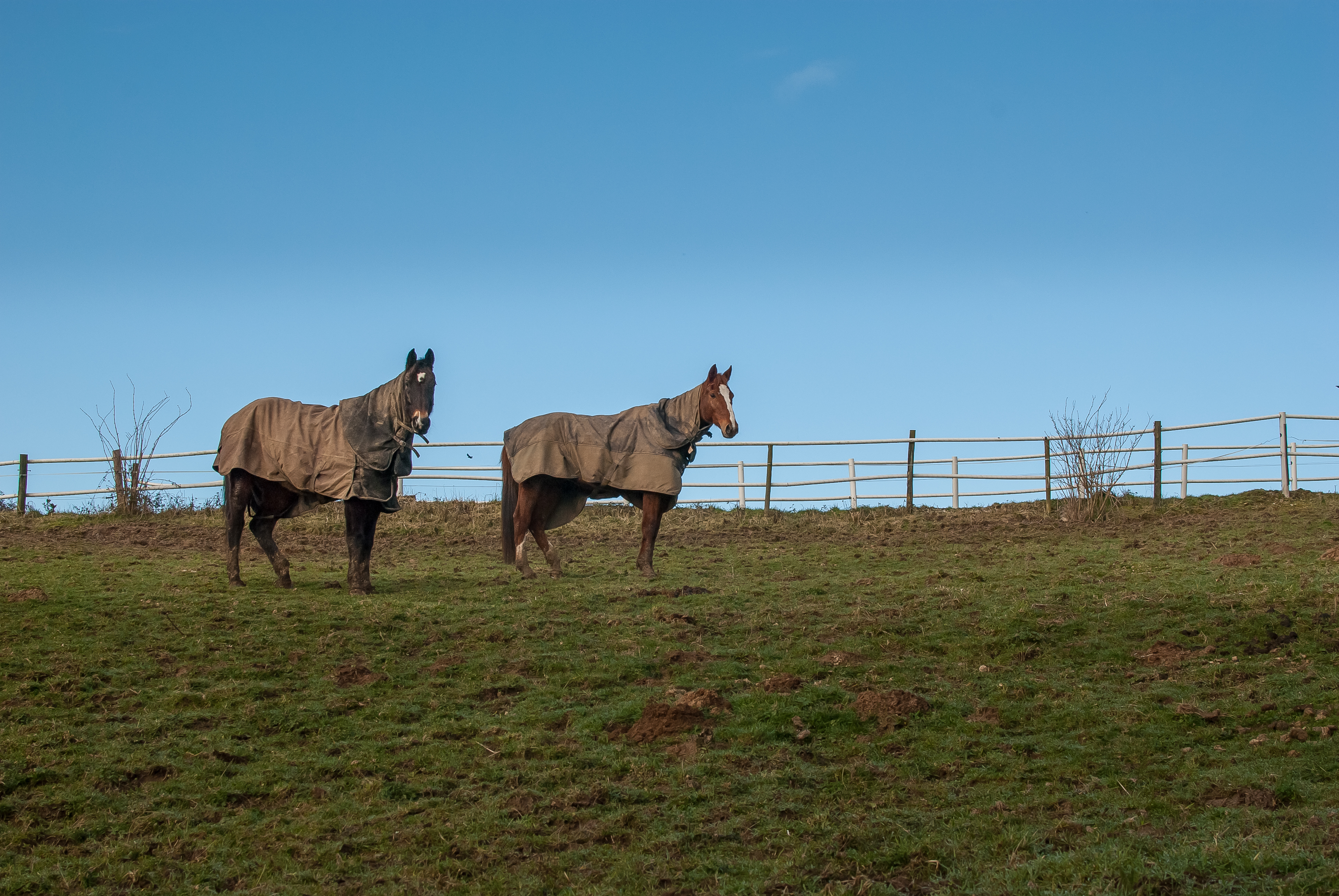 Miser sur le bon cheval, Animal, Field, Grass, Livestock, HQ Photo