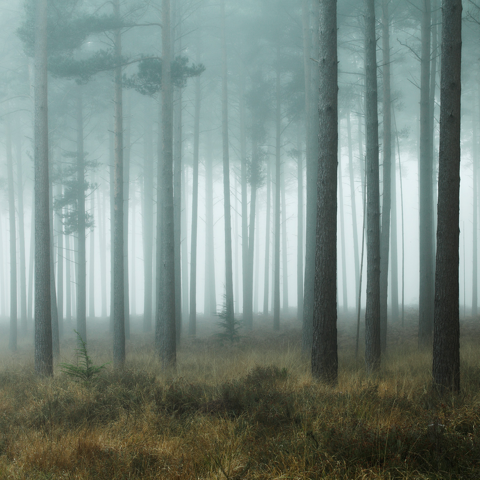 New Forest Mist by David Baker. Buy pictures & photo art online ...