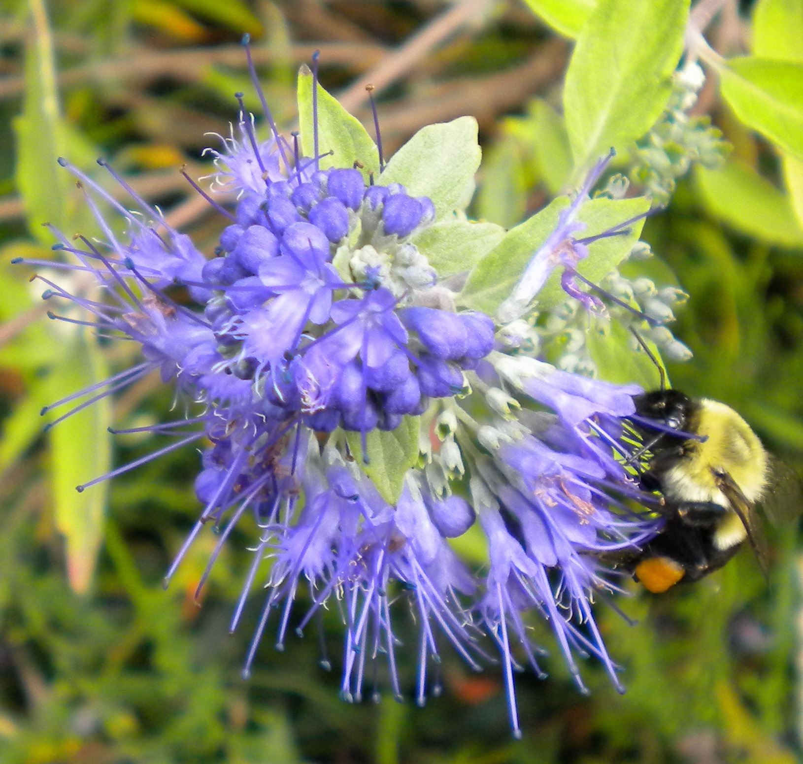Blue mist shrub with bee | Joe's Garden Diary