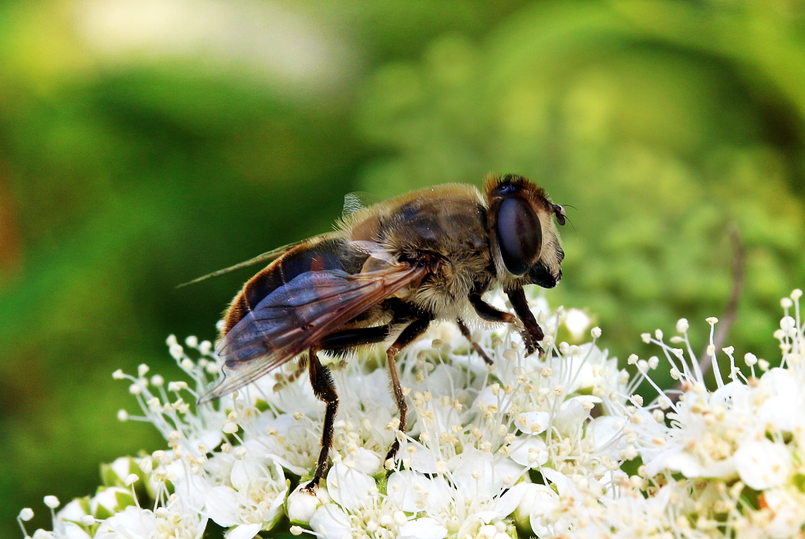 Mist Bee in the Garden, Animal, Bee, Blooming, Flower, HQ Photo