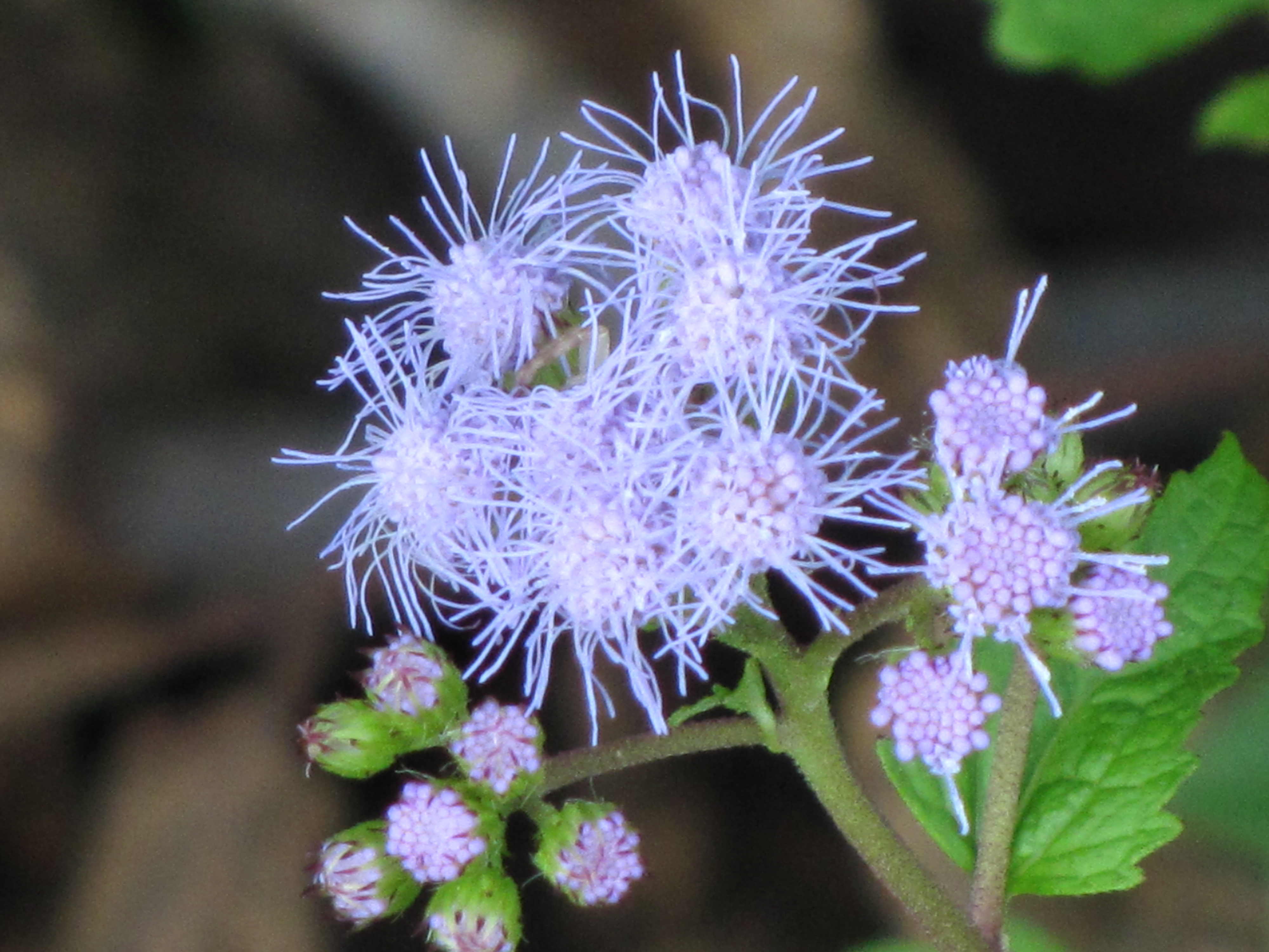 File:Blue Mistflower (Conoclinium coelestinum).jpg - Wikimedia Commons