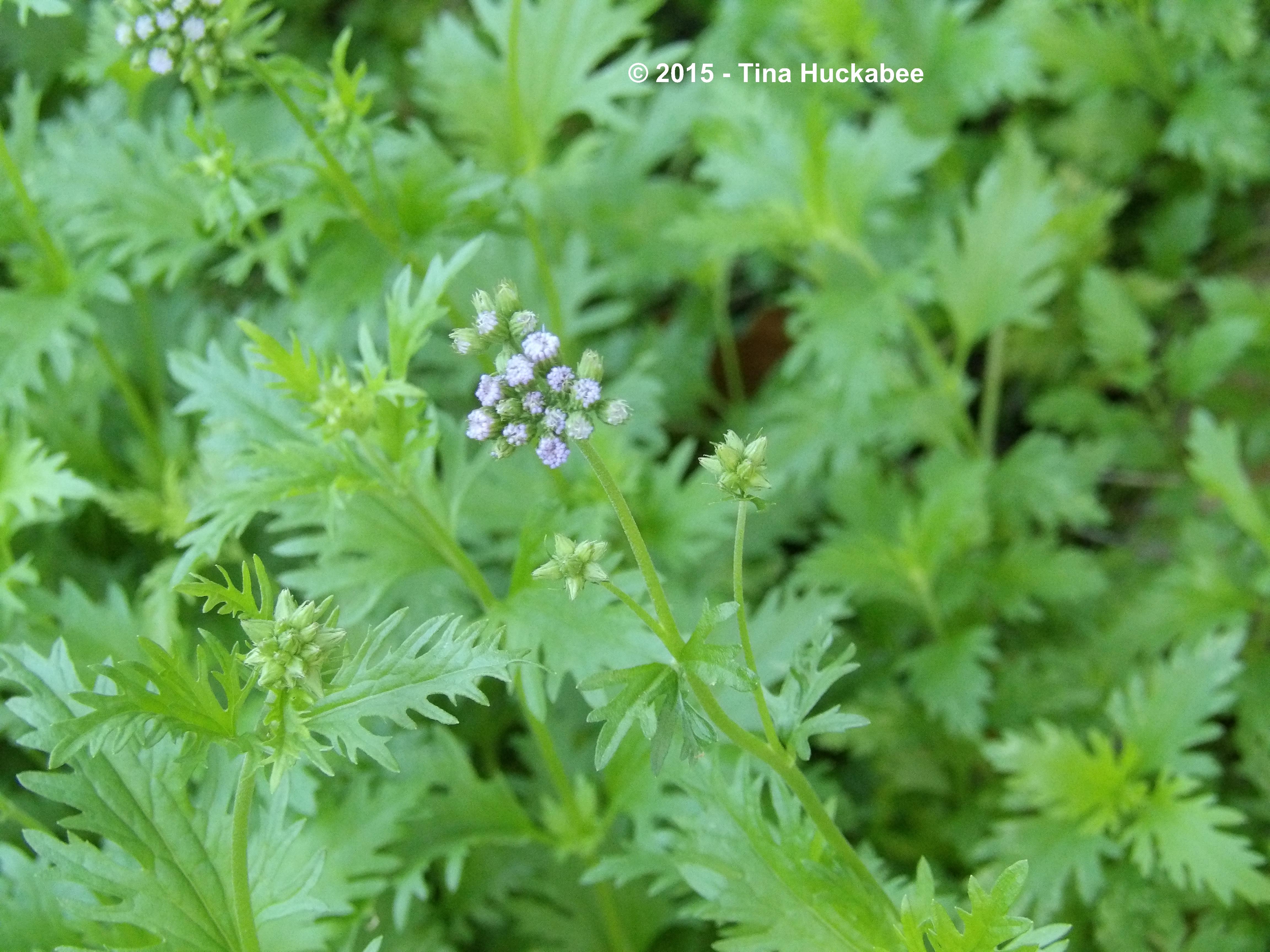 Gregg's Mistflower (Conoclinium greggii): A Seasonal Look | My ...