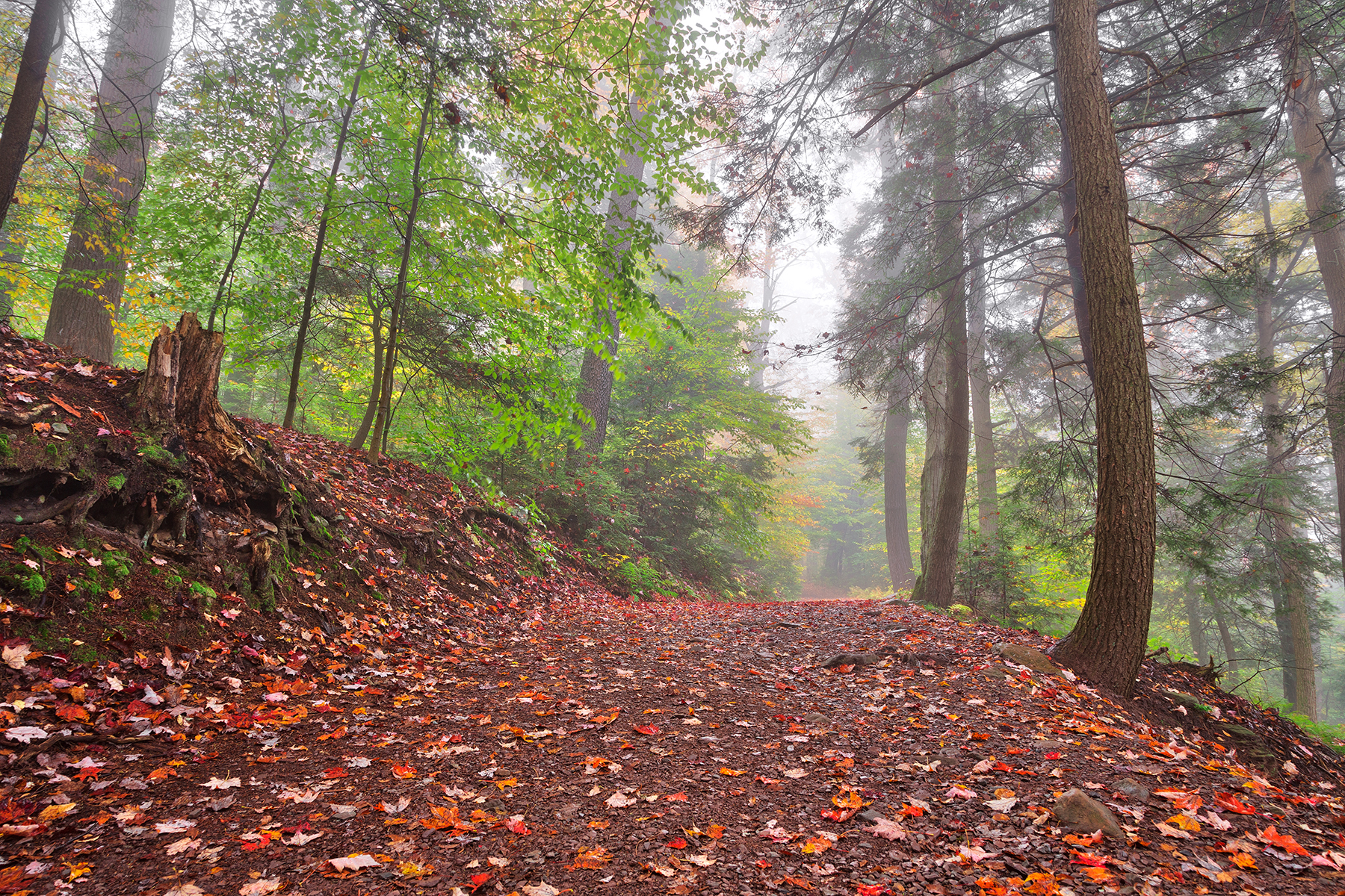 Misty autumn trail - ricketts glen hdr photo