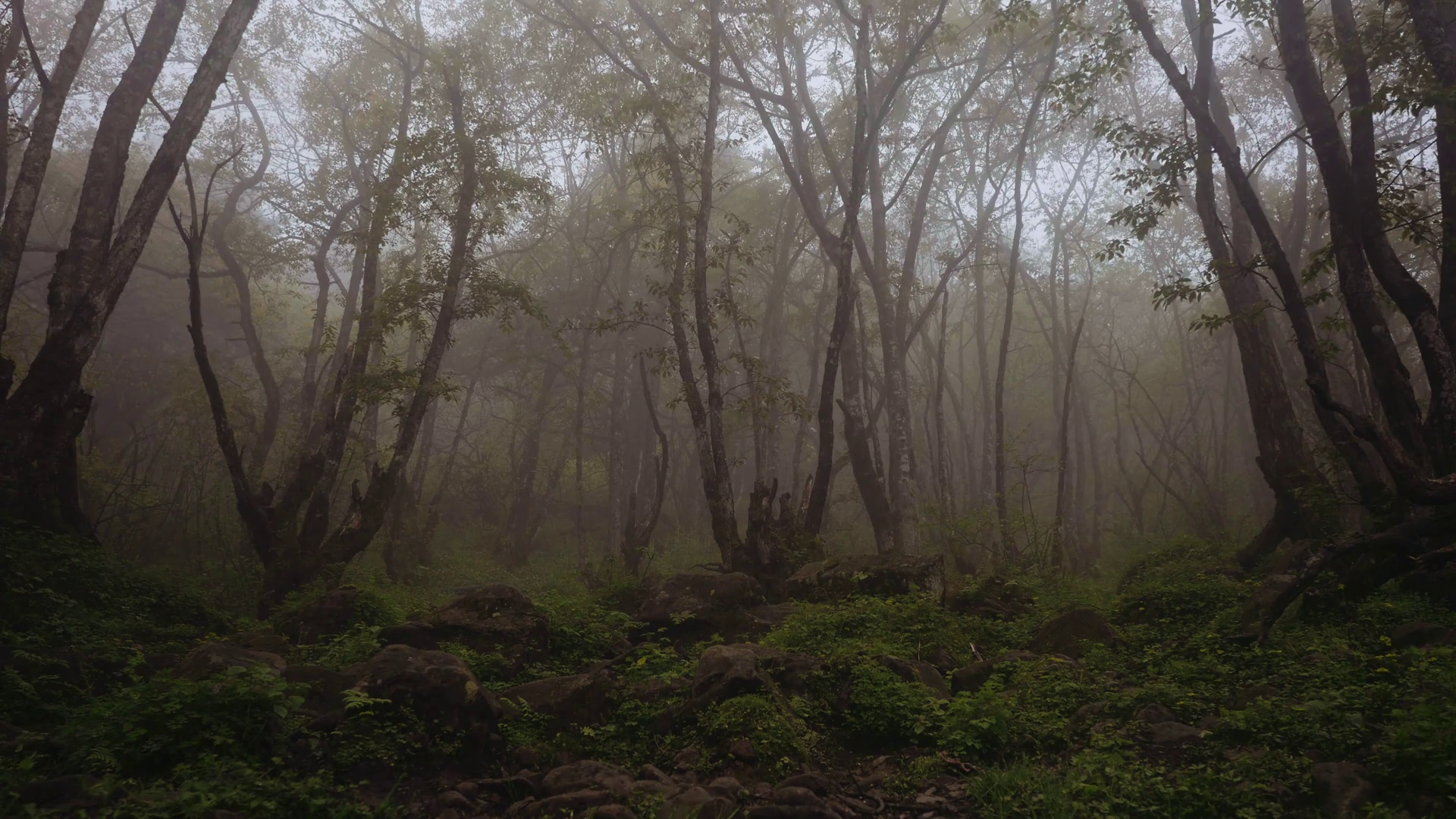 Misty Forest on mountain in China Stock Video Footage - Videoblocks