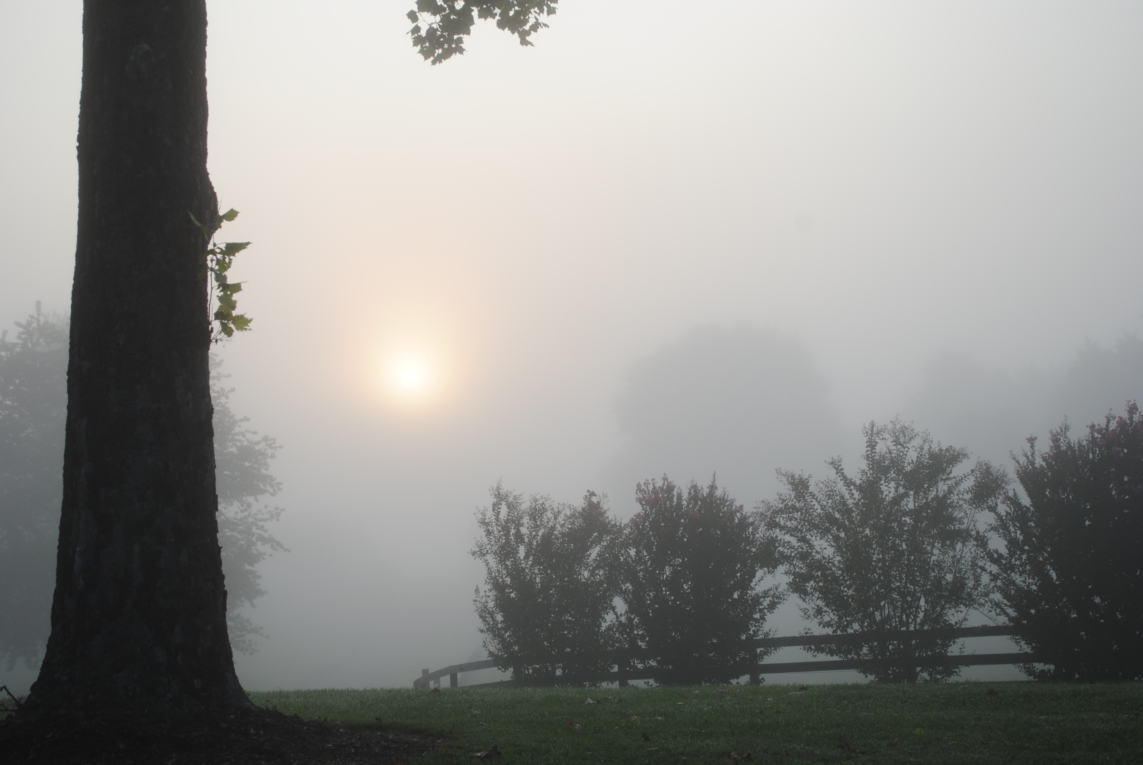 Misty Morning Labrador Retrievers