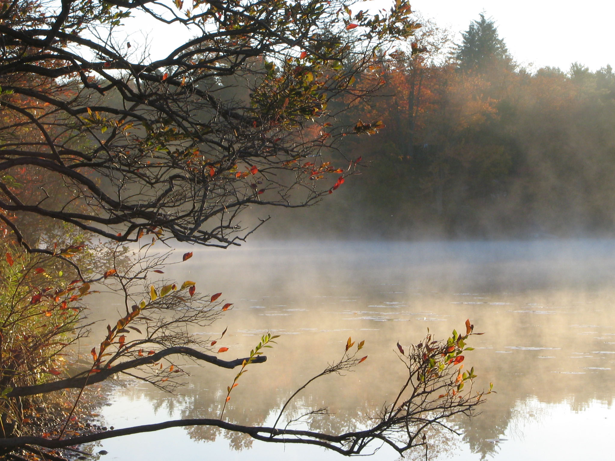 Misty morning lake photo