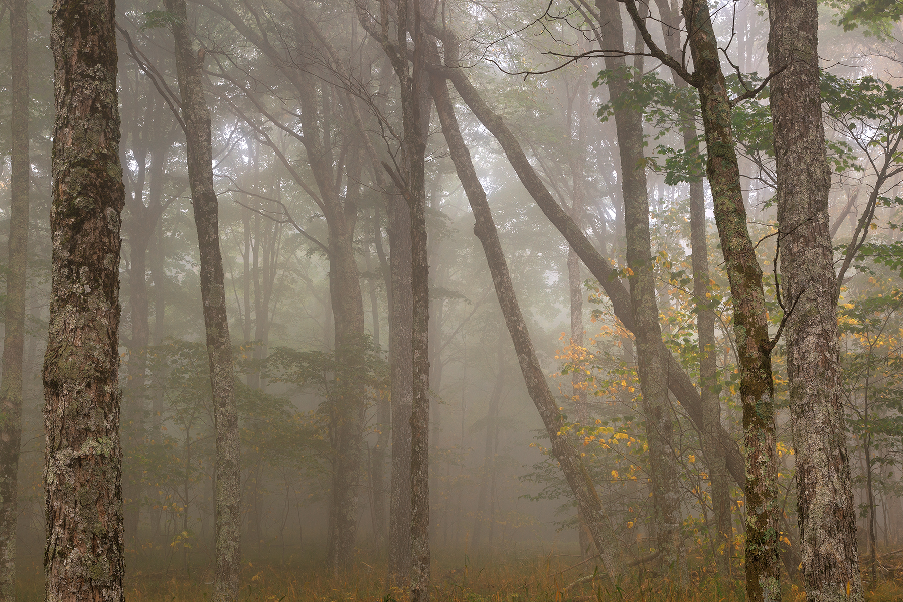 Misty spruce knob forest - hdr photo