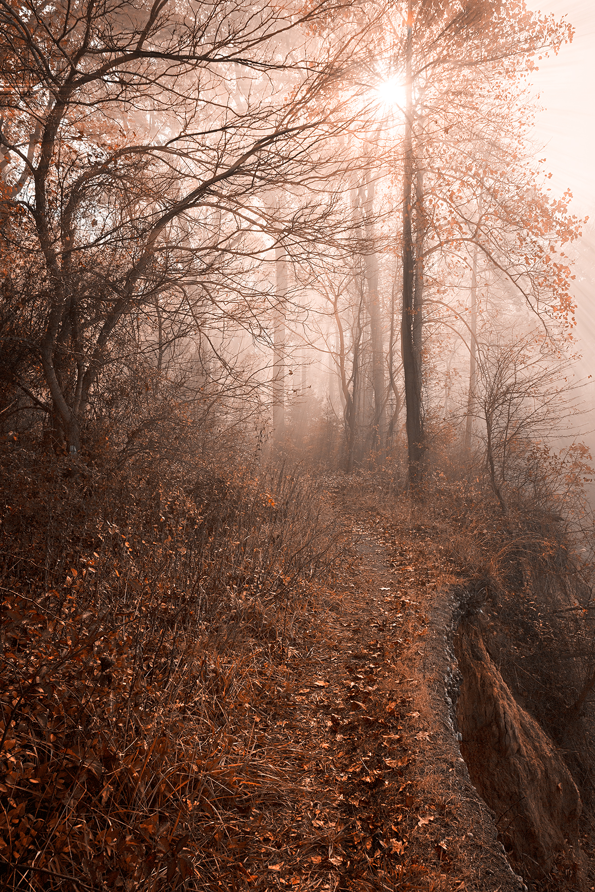 Misty sun kissed trail - hdr photo