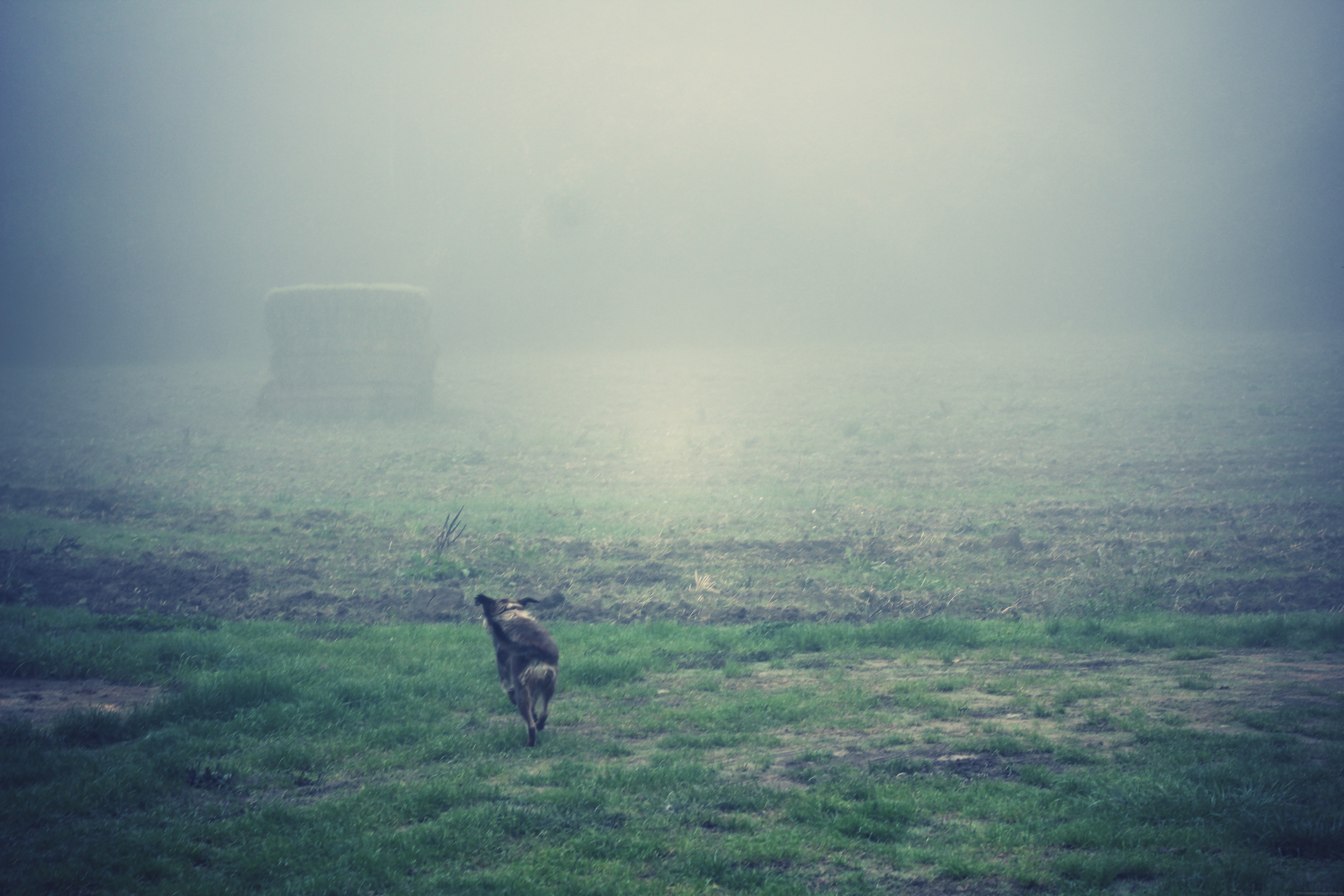 Planes, dogs and misty weather. | windywindyhill
