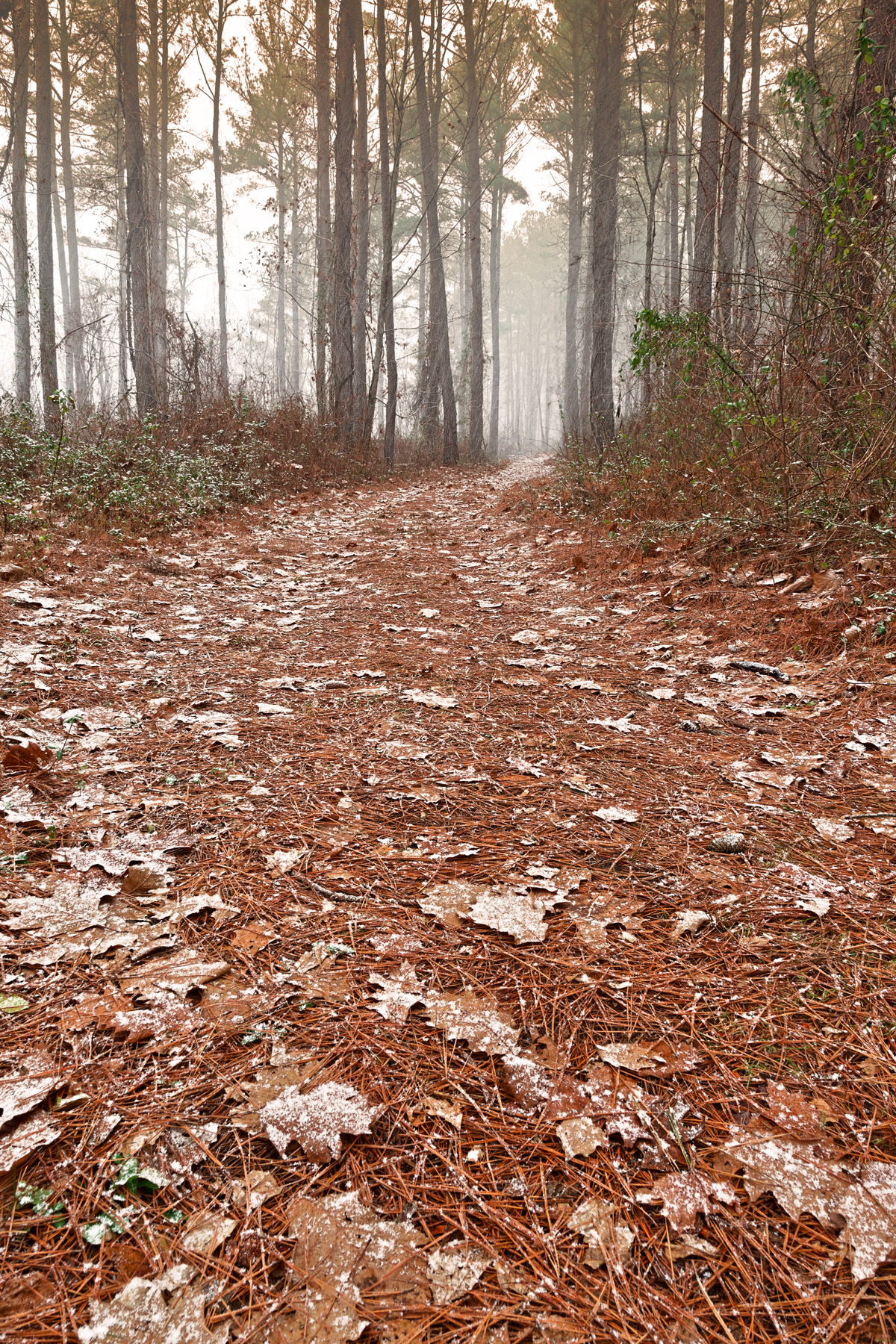 Misty winter trail - hdr photo