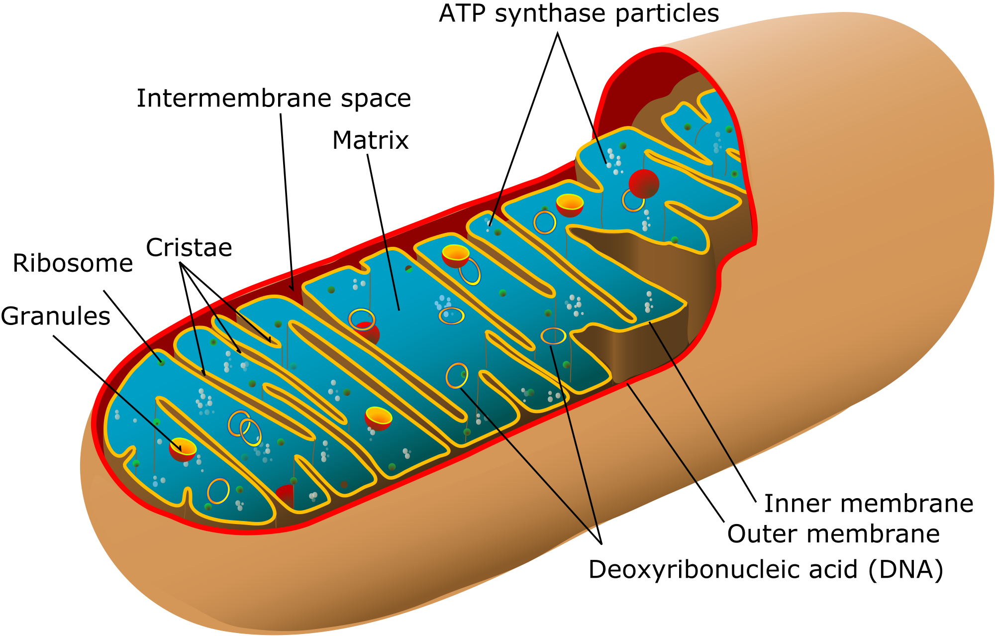What is Mitochondrial DNA and Mitochondrial Inheritance