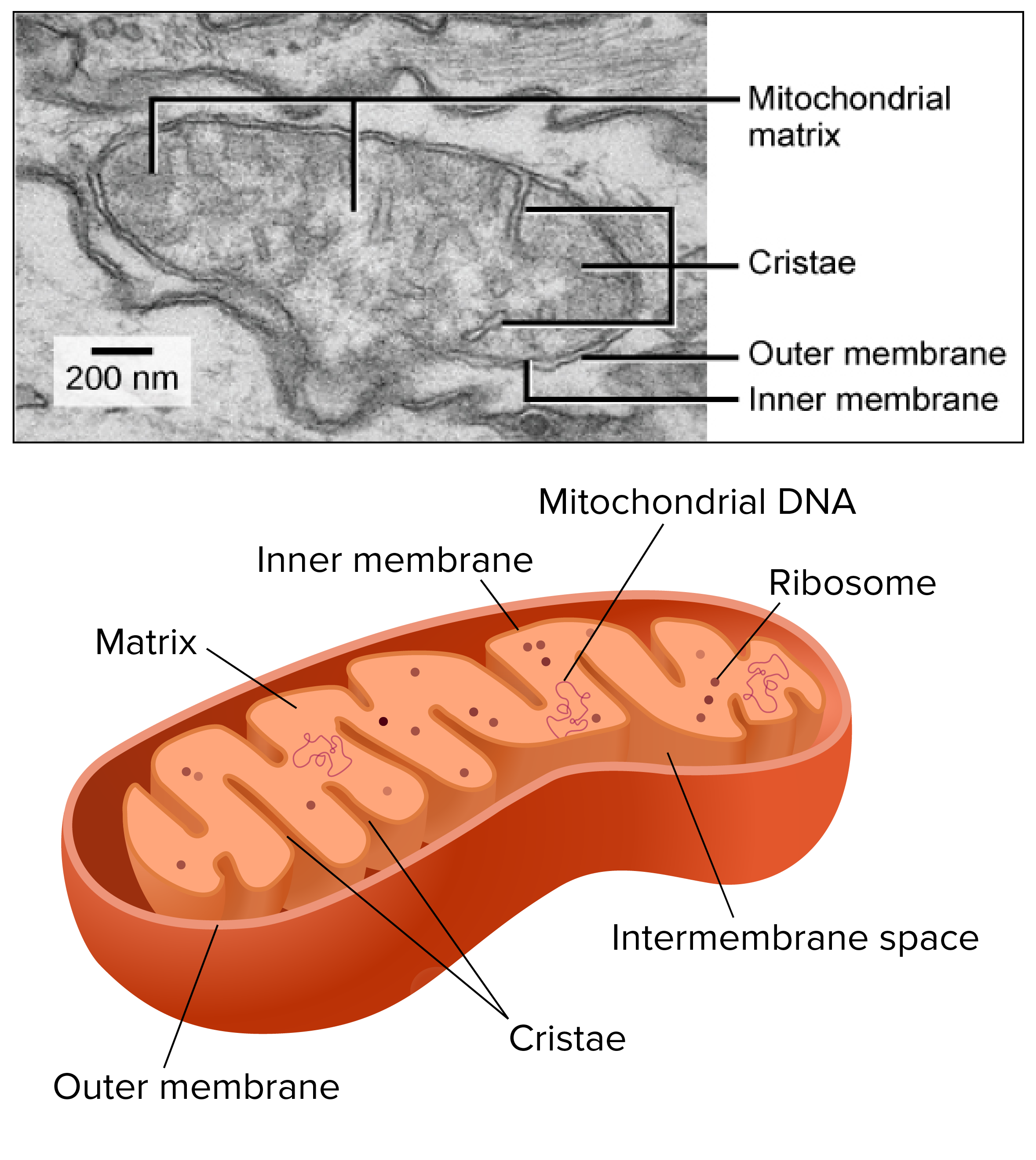 Mitochondria (video) | Structure of a cell | Khan Academy