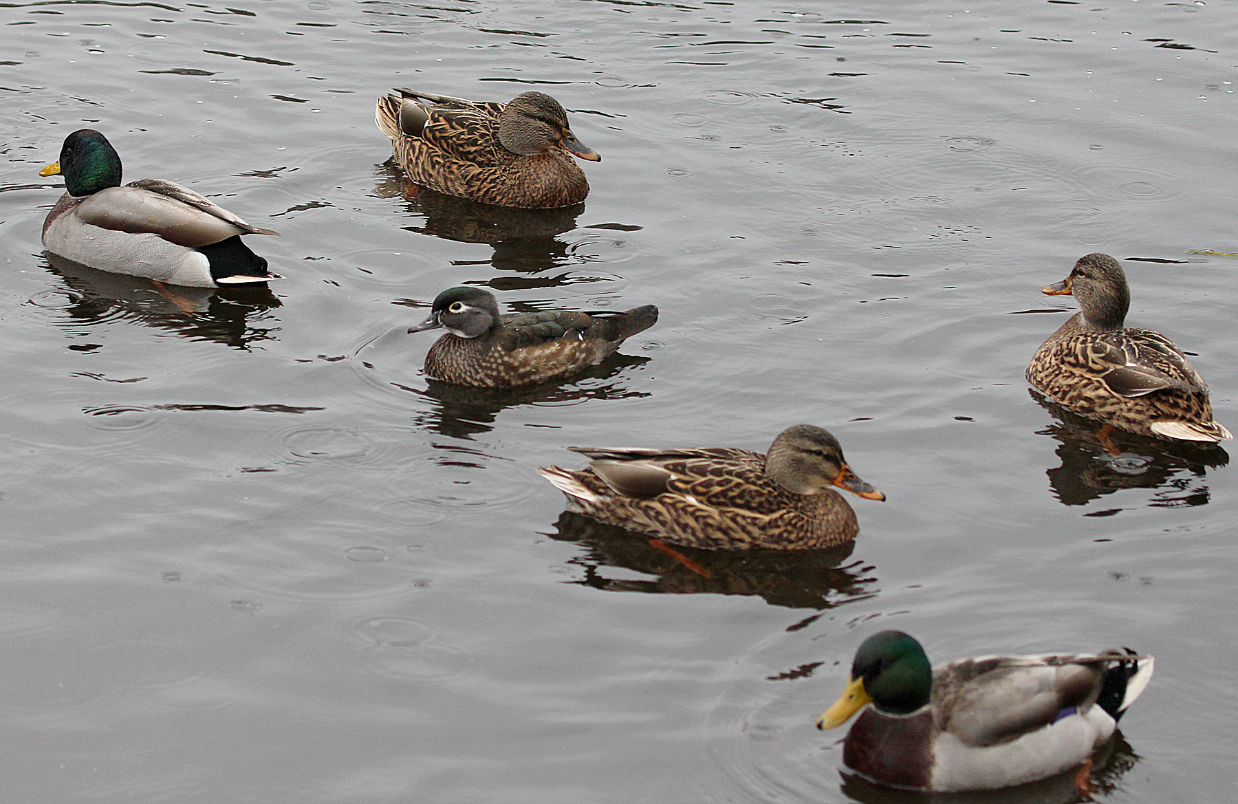 Wood Duck in mixed company with Mallards | Birds of New England.com