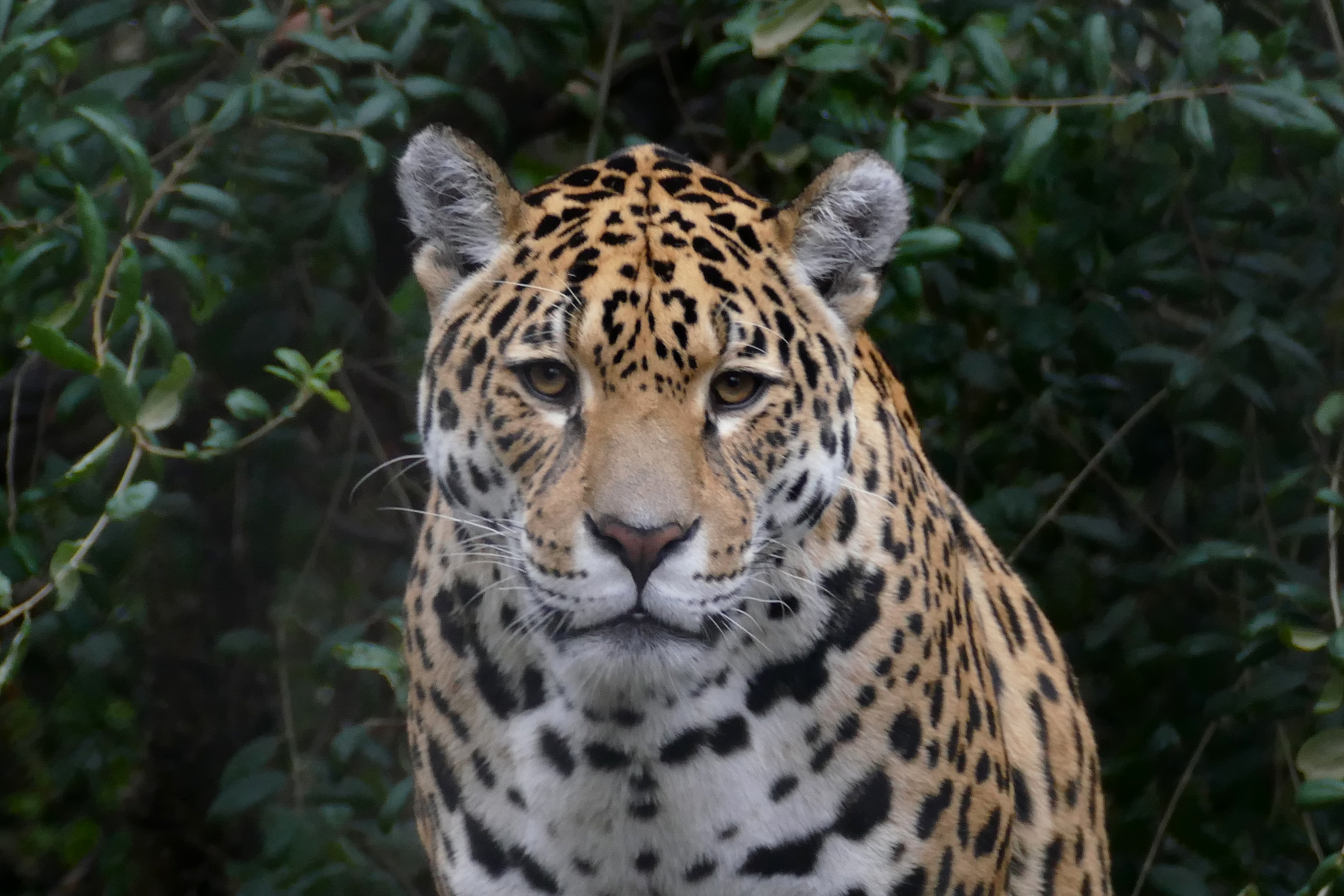 Moeder jaguar in artis photo