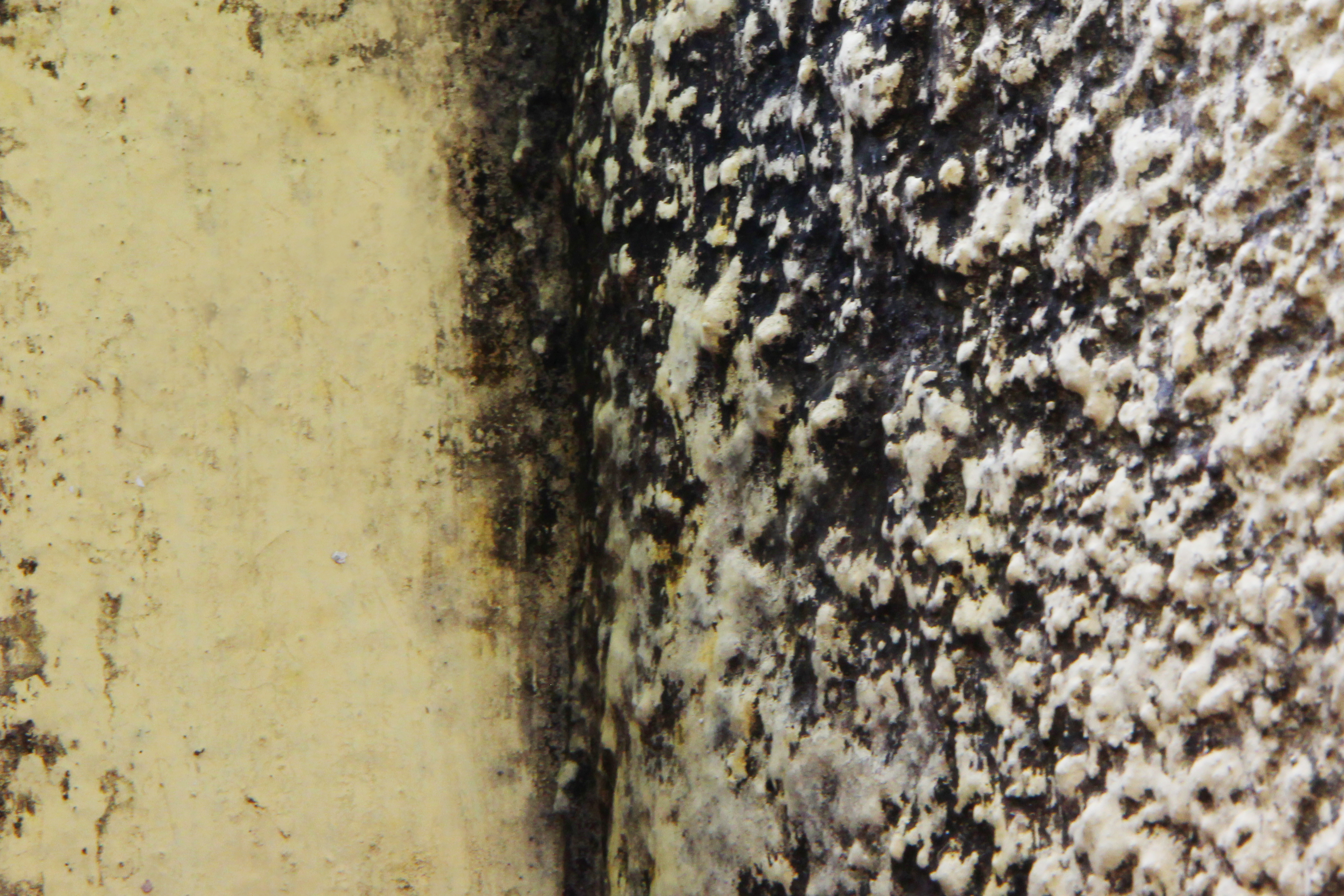 How to Prevent Mold Growth in Your Vacation Home: 10 Steps