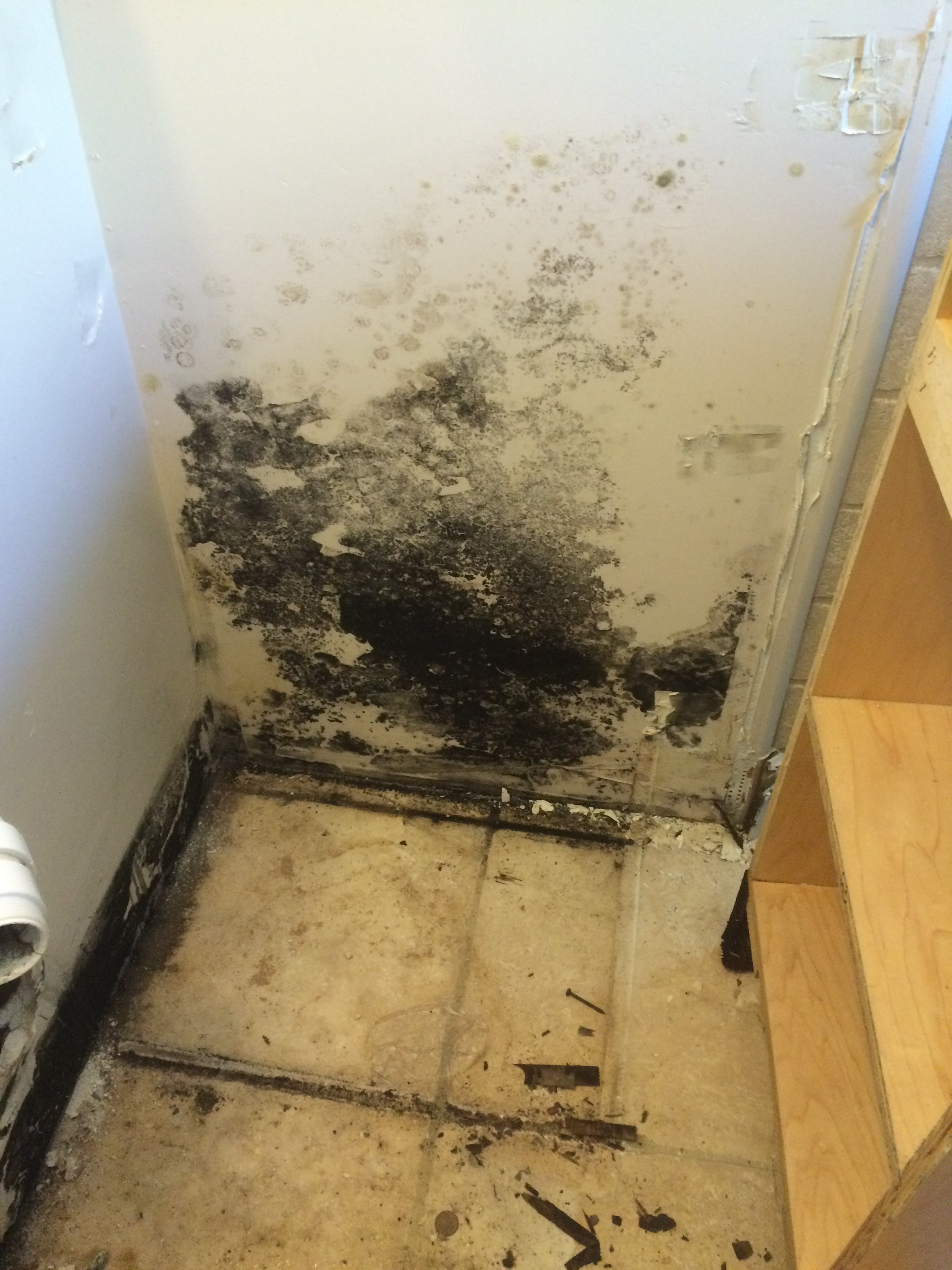 How Do I Know If I Have Mold in My Home? | New Life Restoration