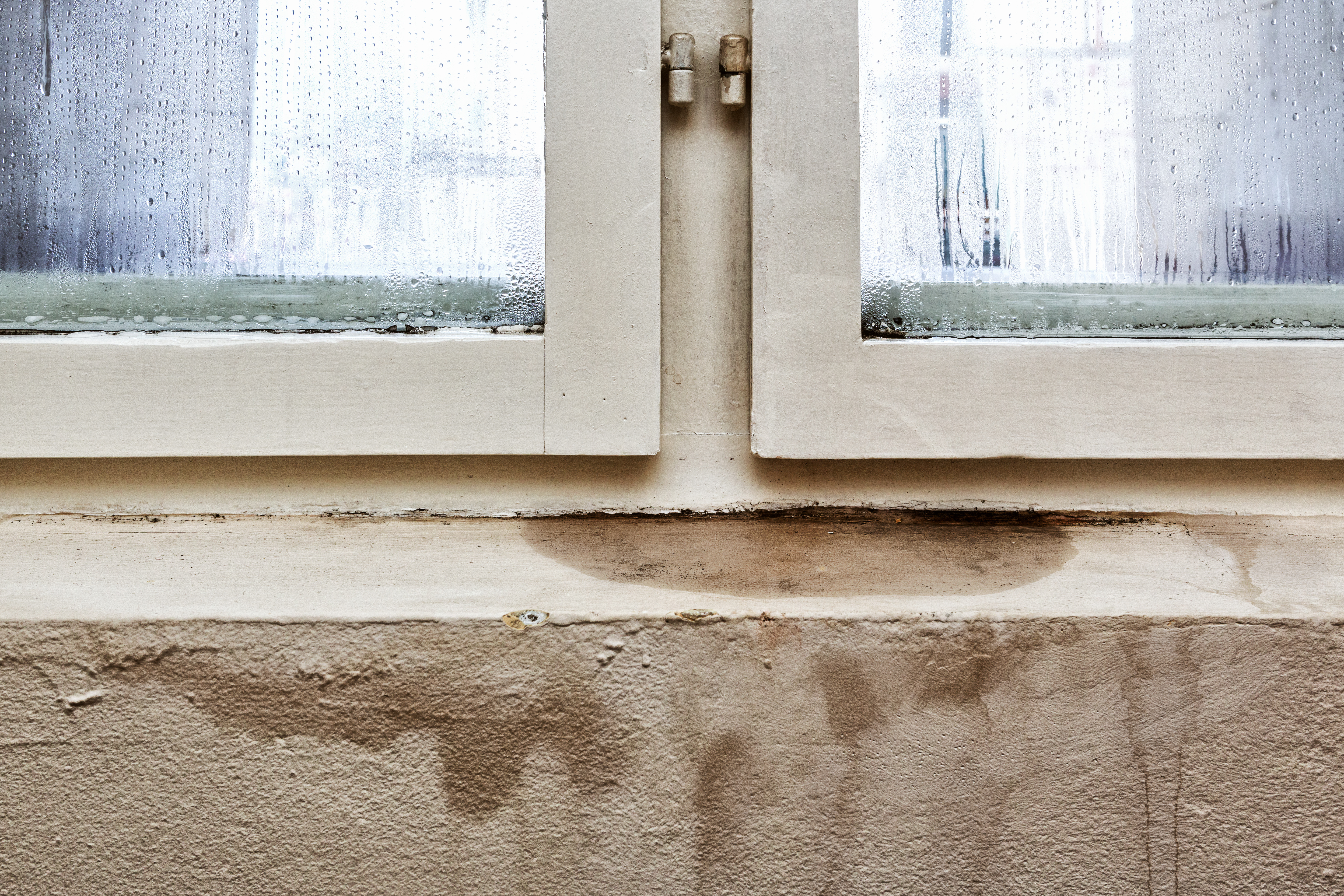 Mold and Dampness