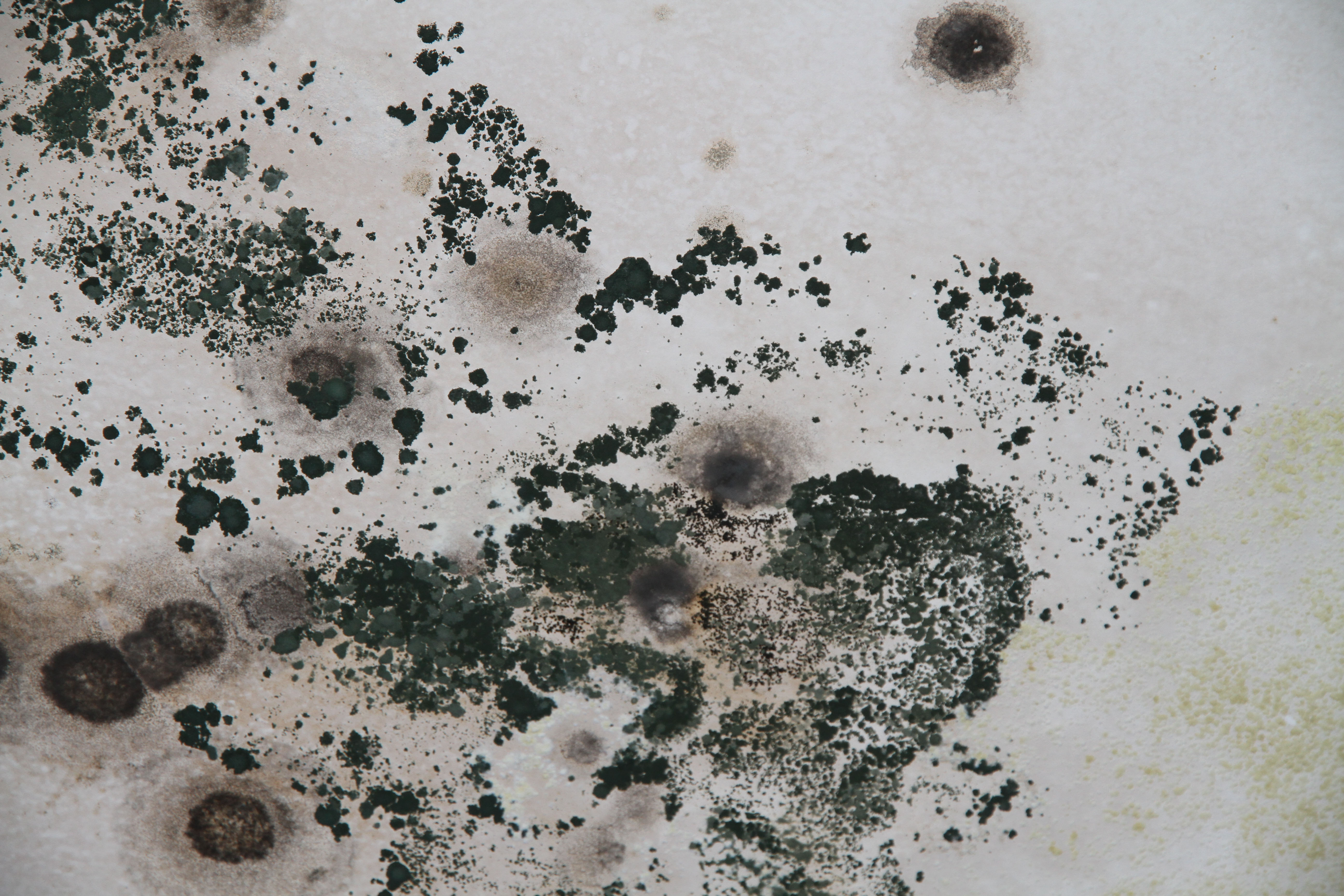 Mold... It's not your friend! • Belvedere Inspections Inc