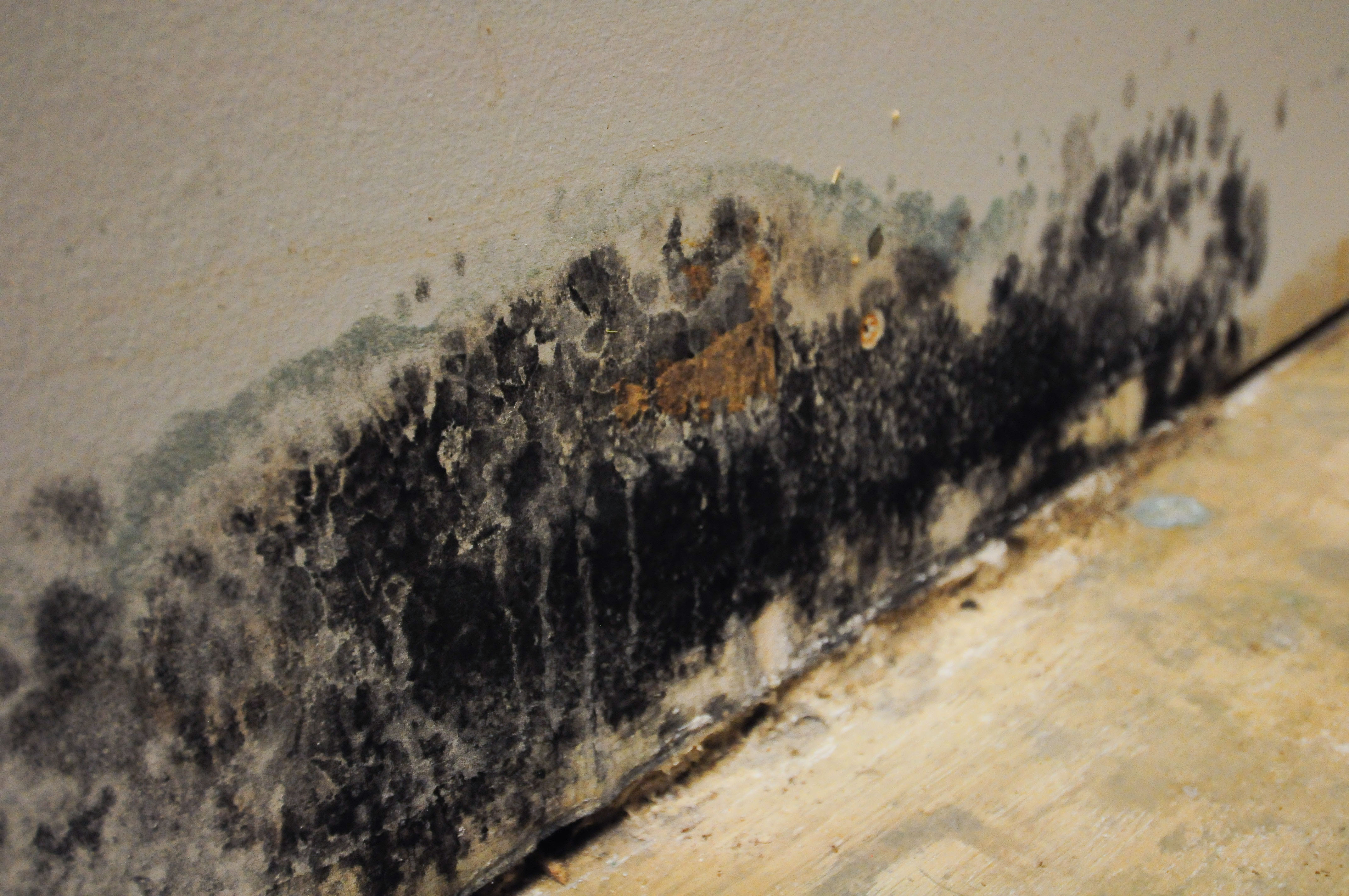 The 7 Things Mold Needs to Grow in Your Home | ServiceMaster Charleston