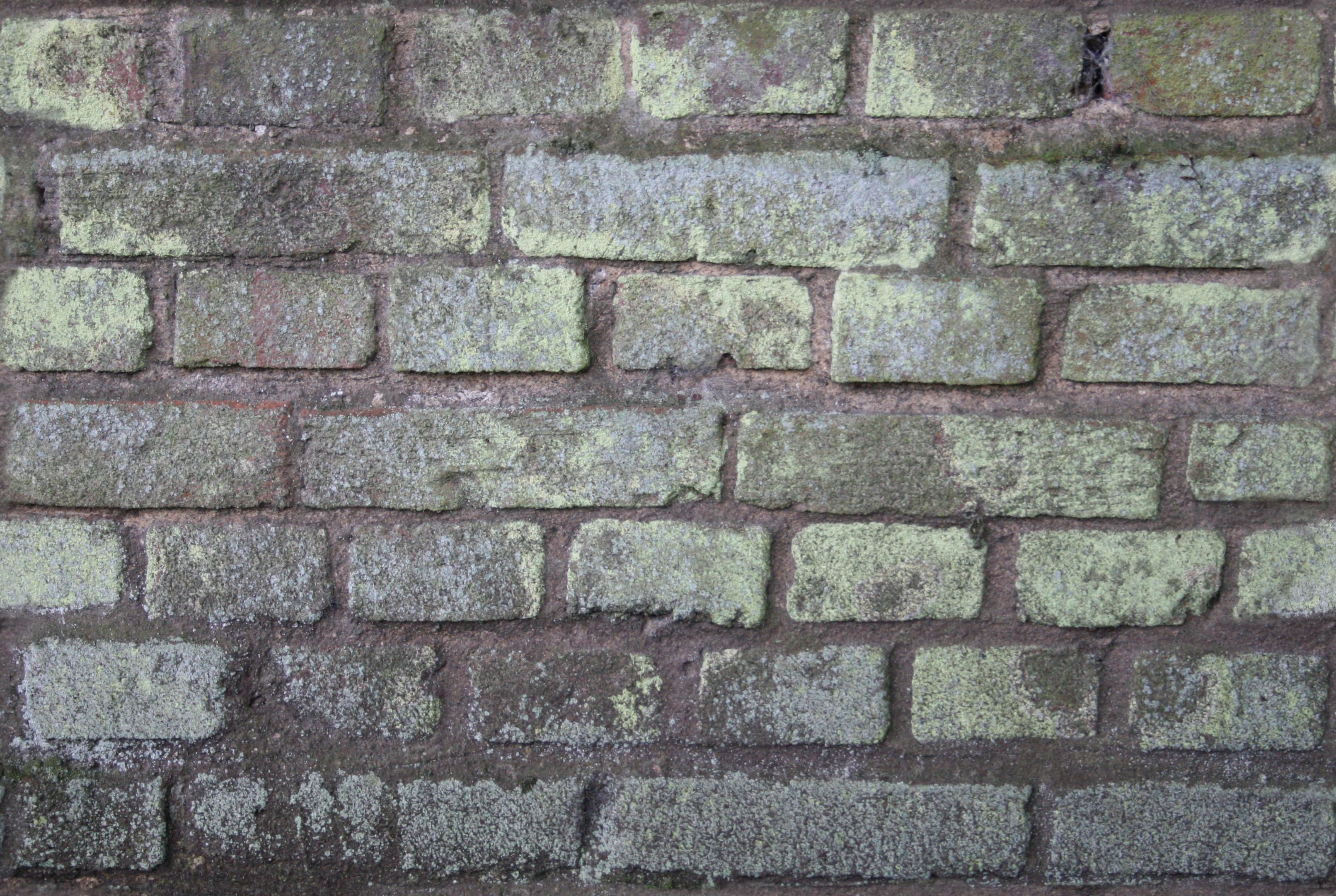 Mold/Fungus covered Brick Wall - Seamless Texture with Normalmap ...