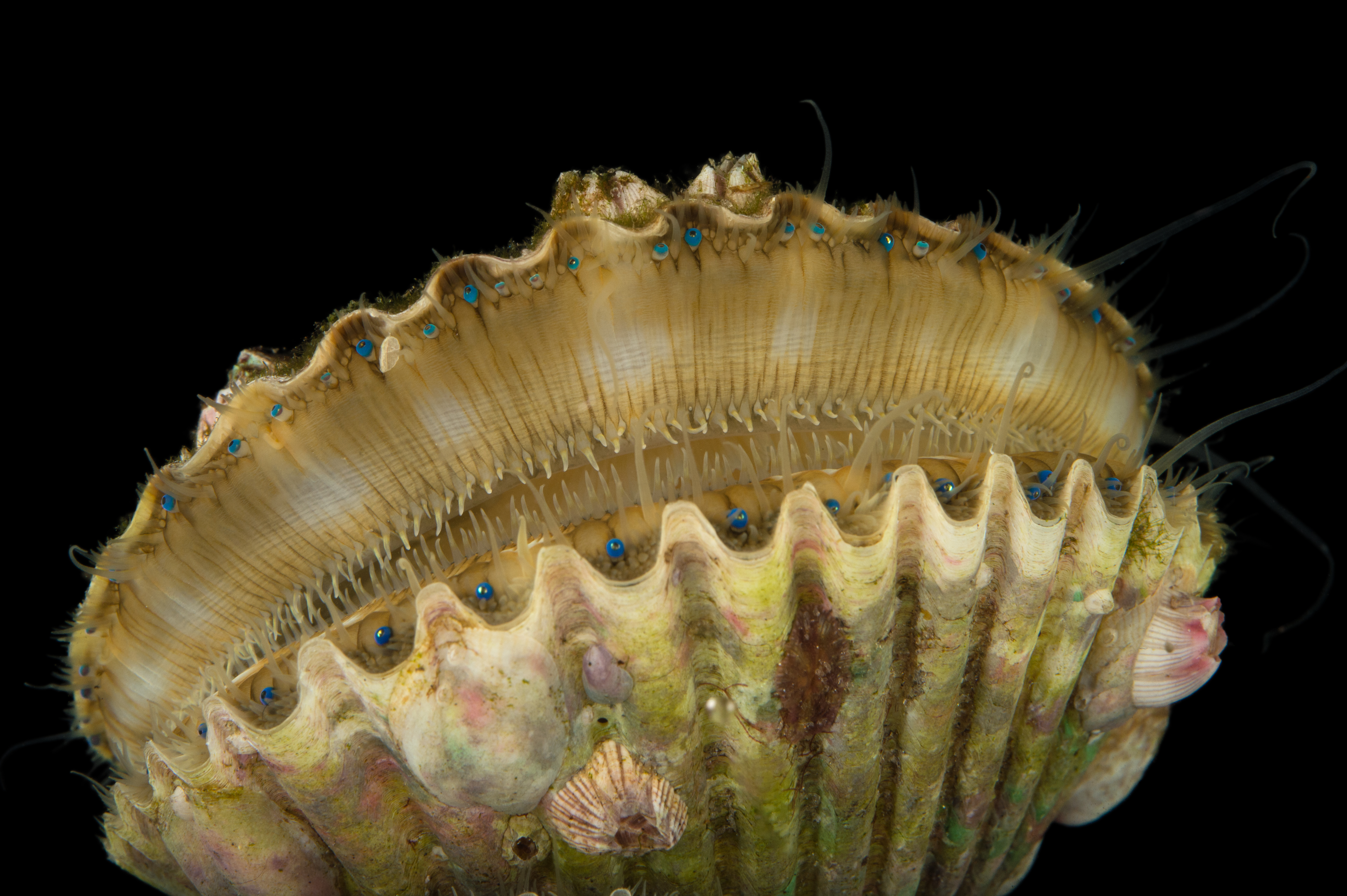 Mollusca - Gulf Specimen Marine Lab