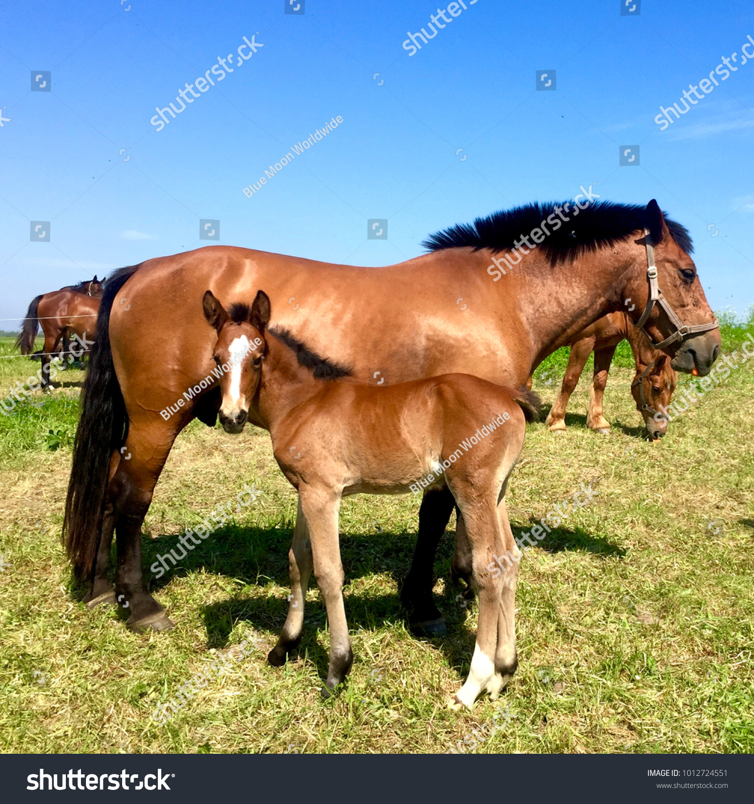 Two Weeks Old Colt Her Mom Stock Photo (Royalty Free) 1012724551 ...