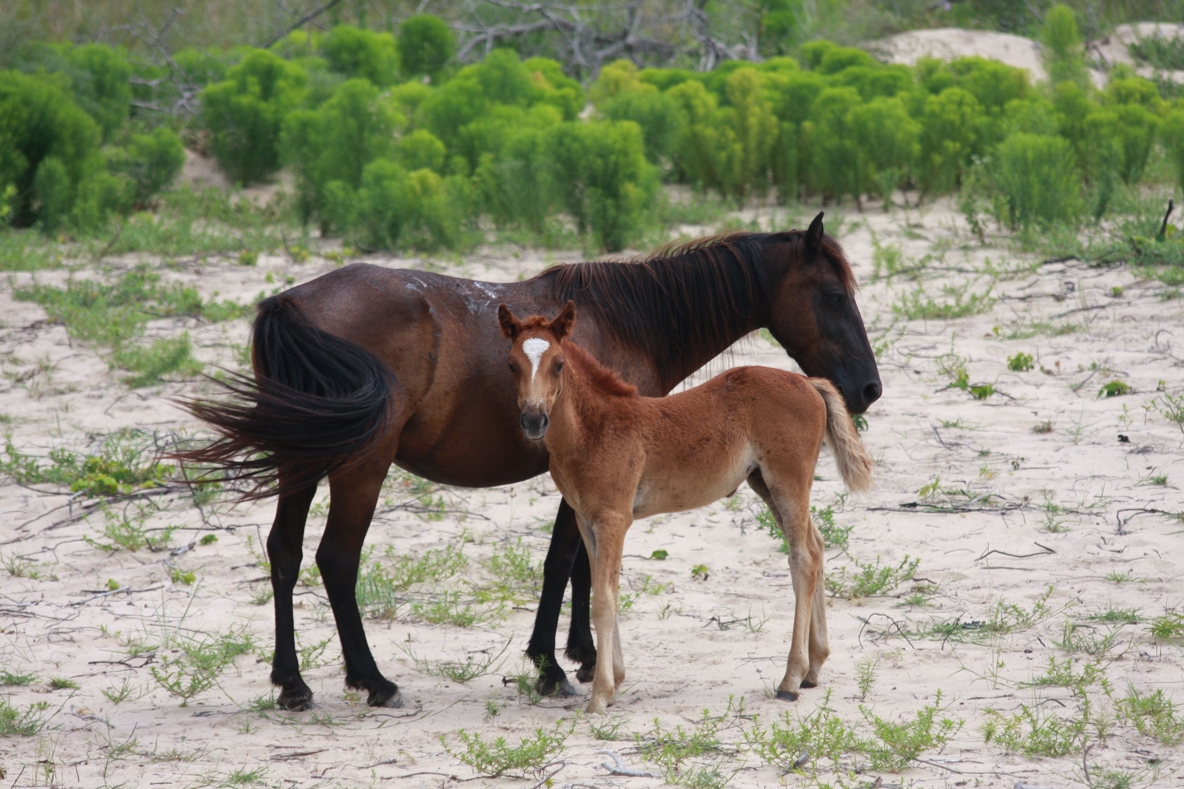 Orlando the colt and his mom in the dune in Corolla. | 2017 Outer ...
