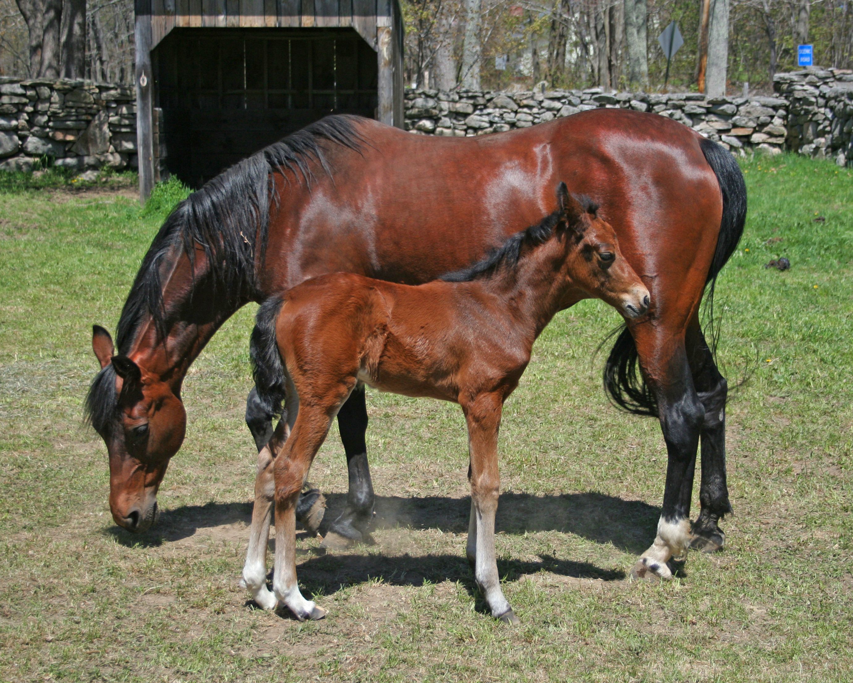 Douglas Mass., mare and colt, chestnut horse, chestnut colt, mother ...