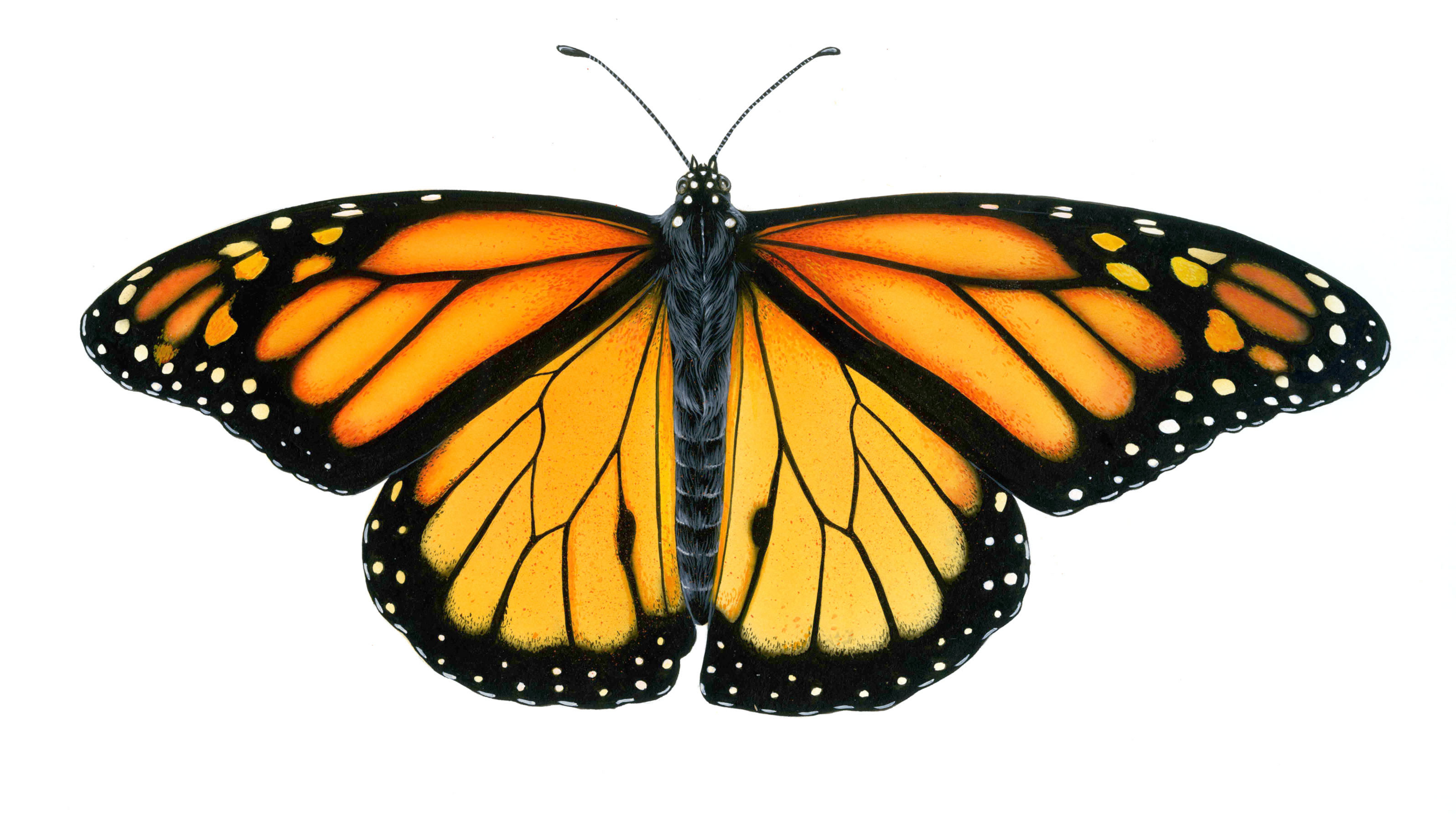 Картинки на белом фоне. Данаида Монарх на белом фоне. Крылья бабочки монарха. Motyl Monarch. Данаида Монарх бабочка на белом фоне.