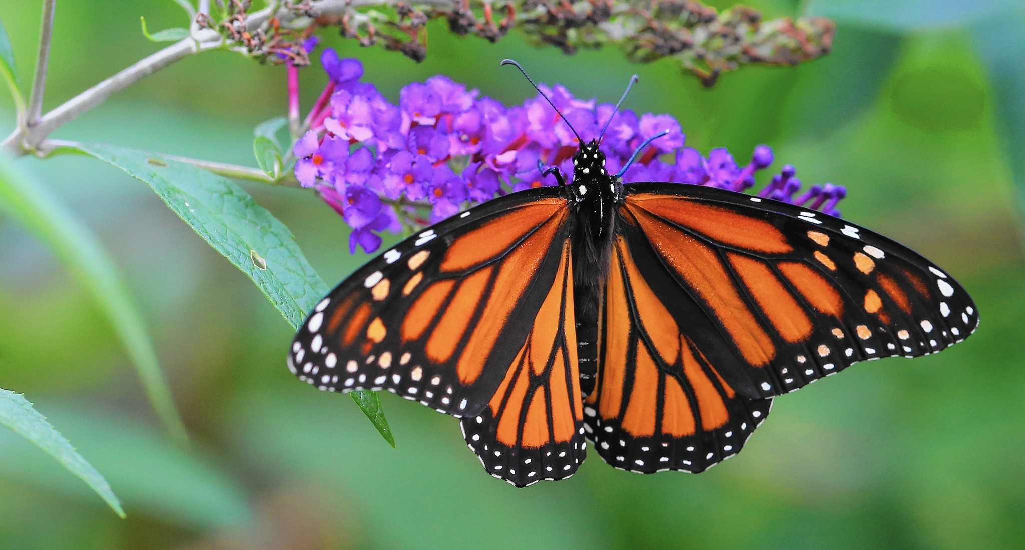Helping monarch butterflies rule - Chicago Tribune
