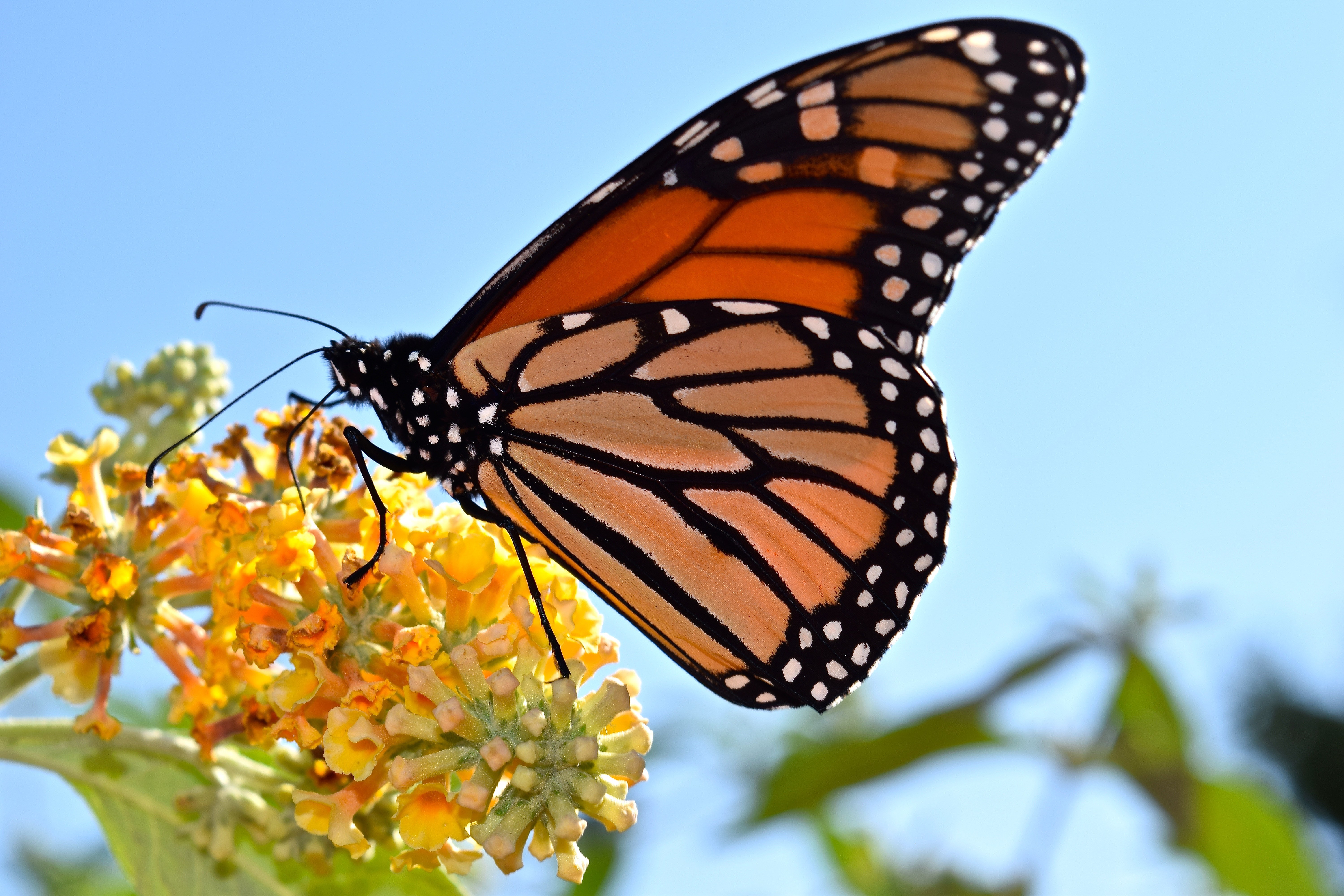 New Jersey's Key Role in the Monarch Migration « Conserve Wildlife ...