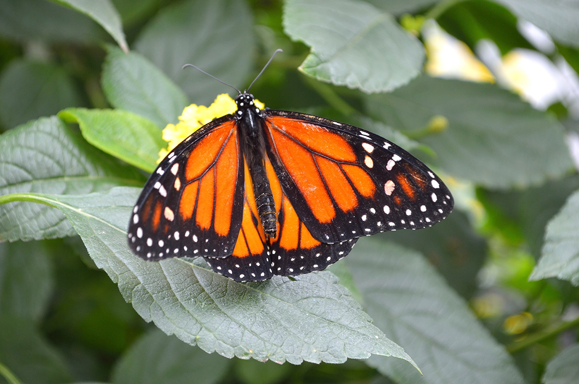 Monarch butterfly photo