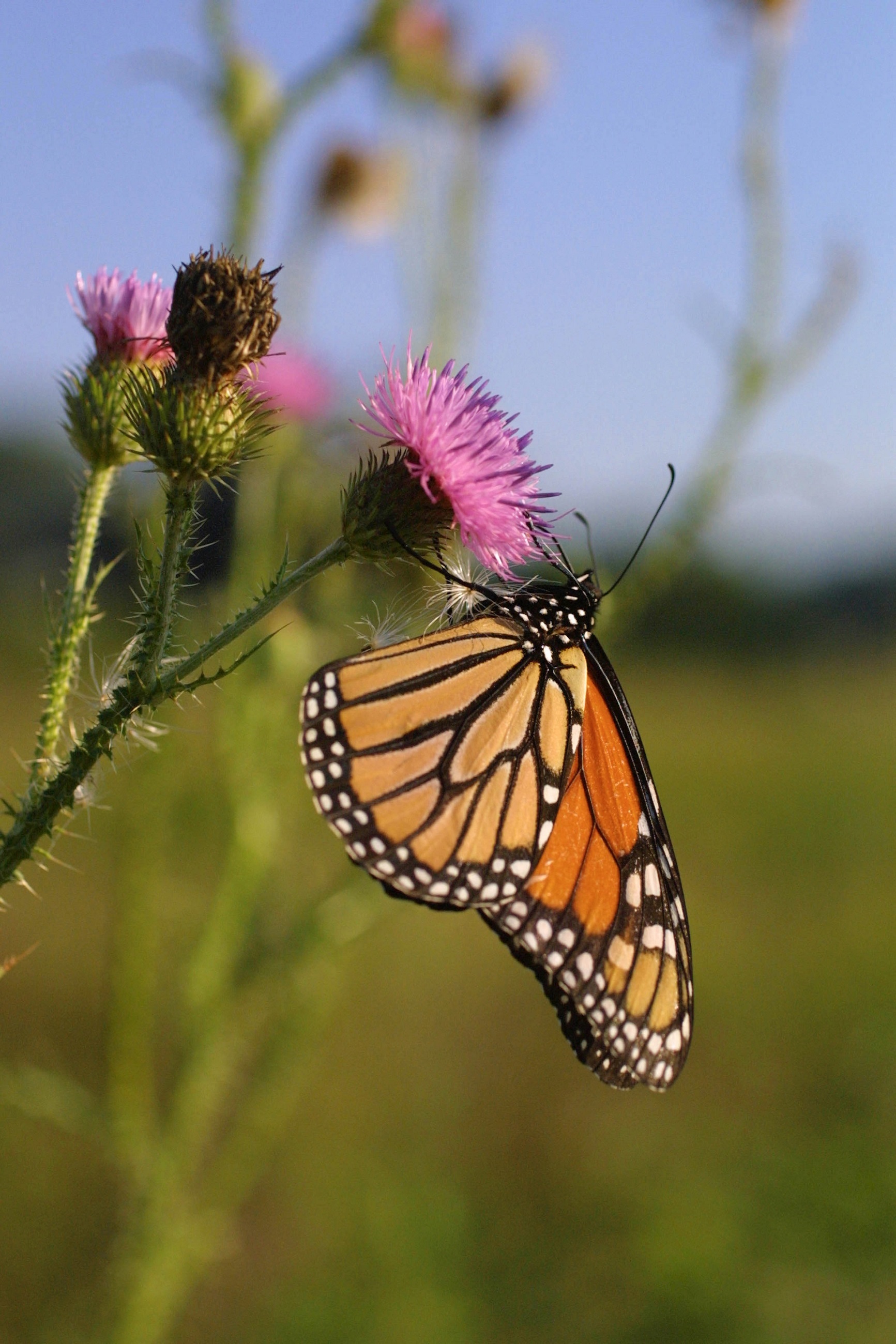Monarch Butterfly, Animal, Butterfly, Flower, Fly, HQ Photo
