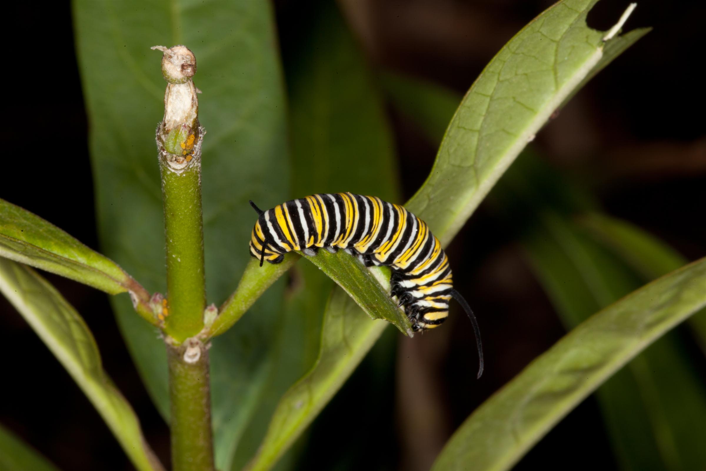 Monarch butterfly caterpillar photo