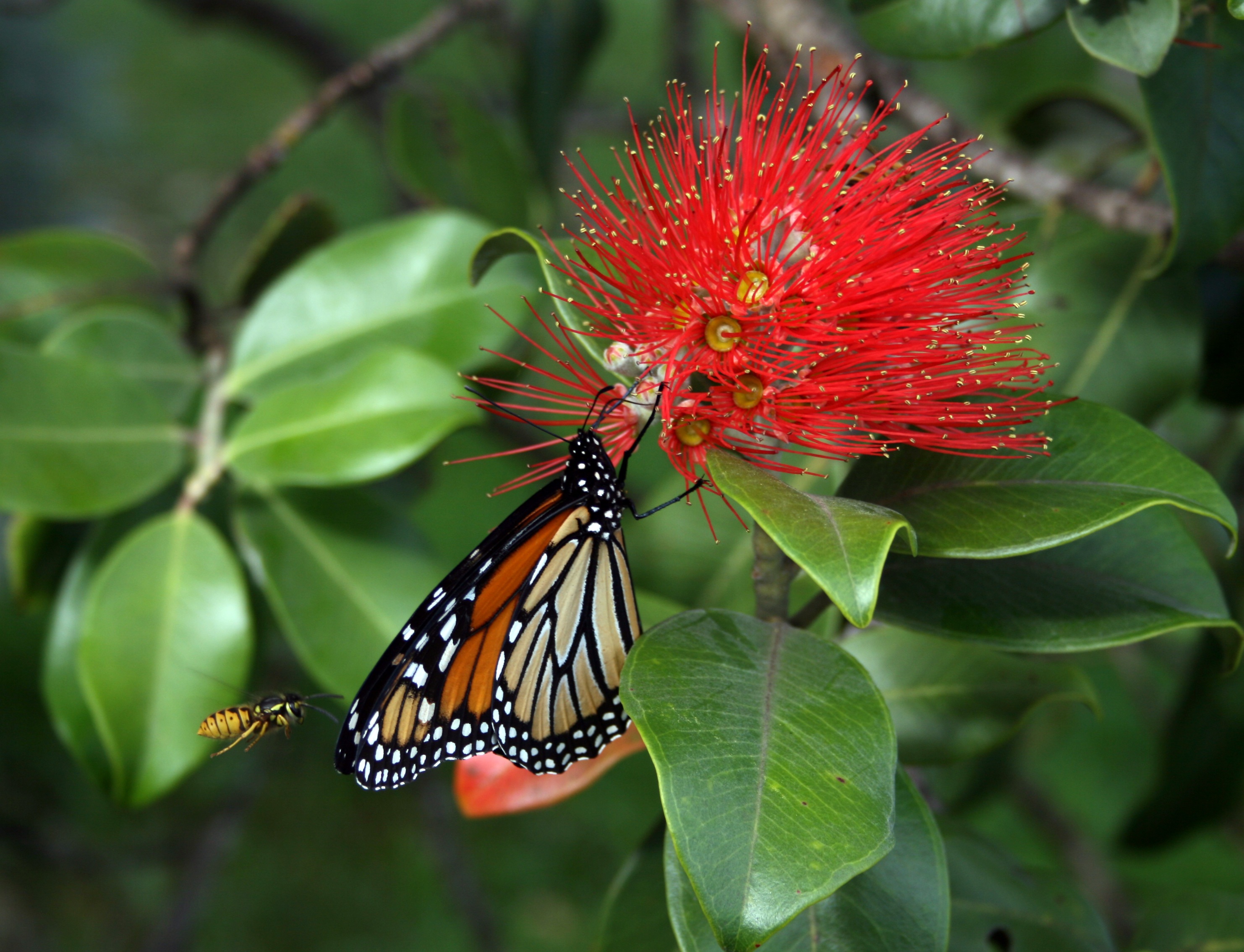 Monarch butterfly on flower photo