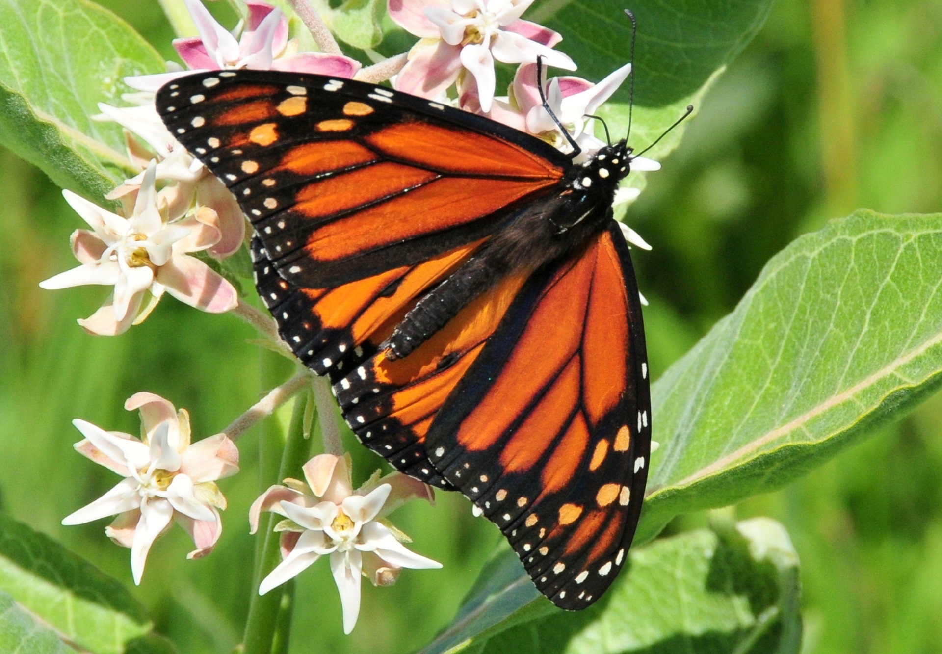 Monarch butterfly on the flower photo
