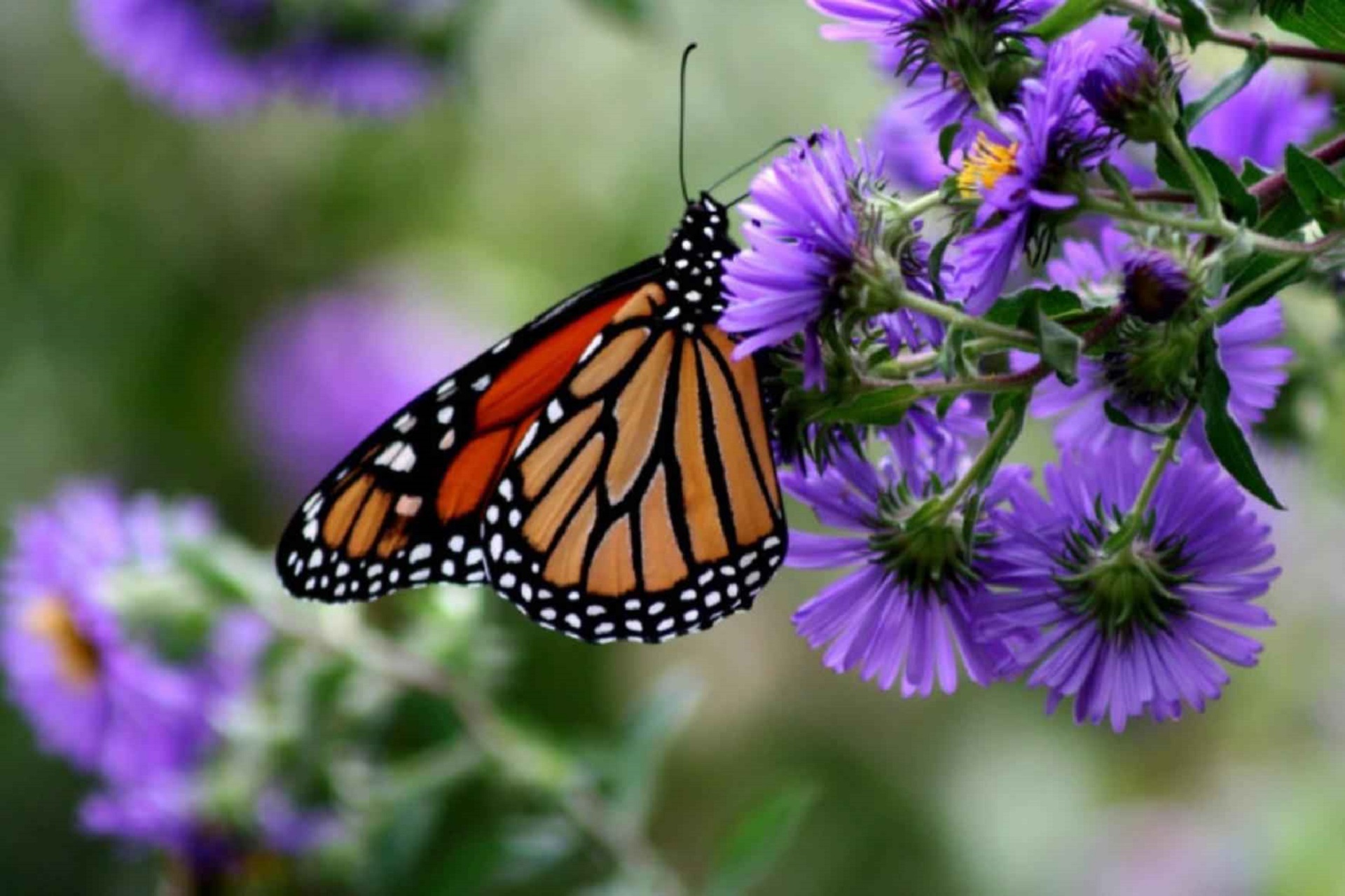 Monarch butterfly on the flowers photo