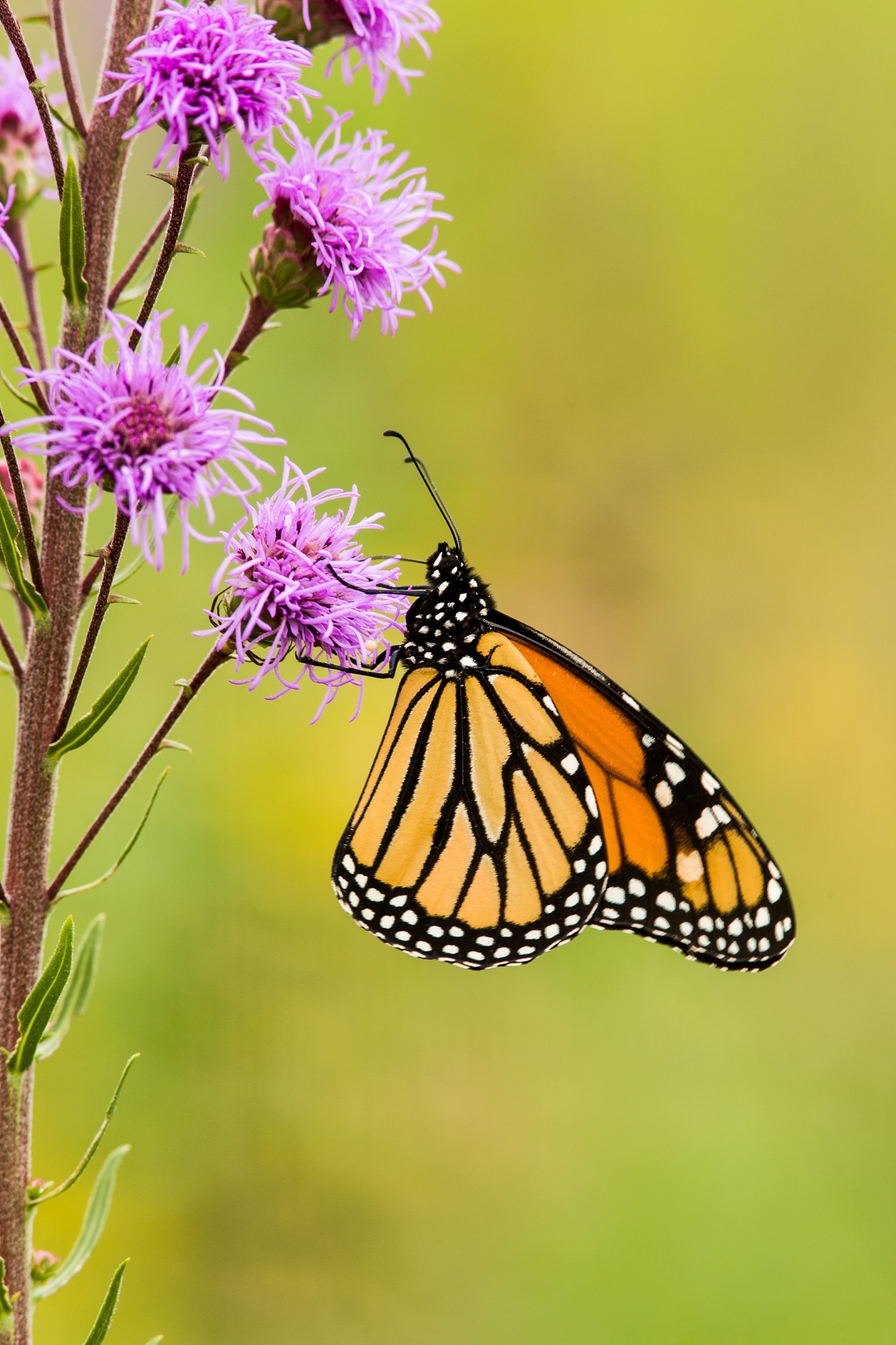 Monarch Butterfly, Animal, Blooming, Butterfly, Flower, HQ Photo