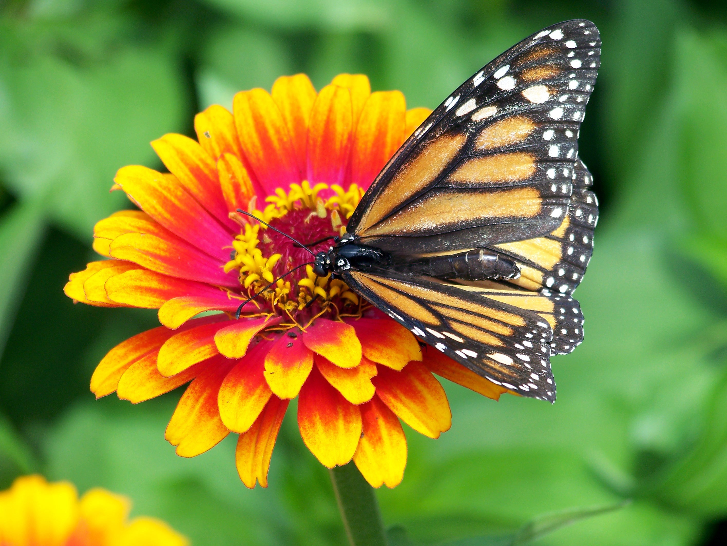 Monarch on the flower photo