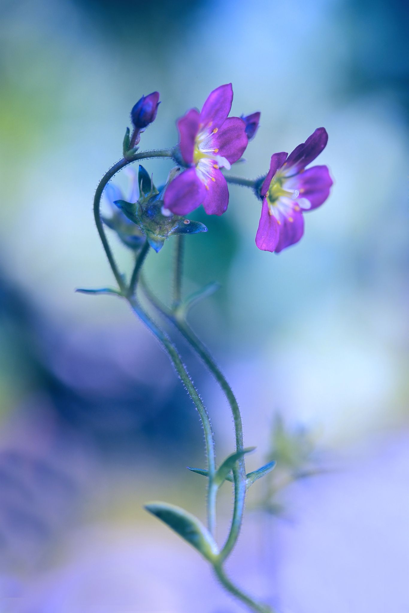 curvy girls by Monique Felber on 500px | My favorite Flowers ...