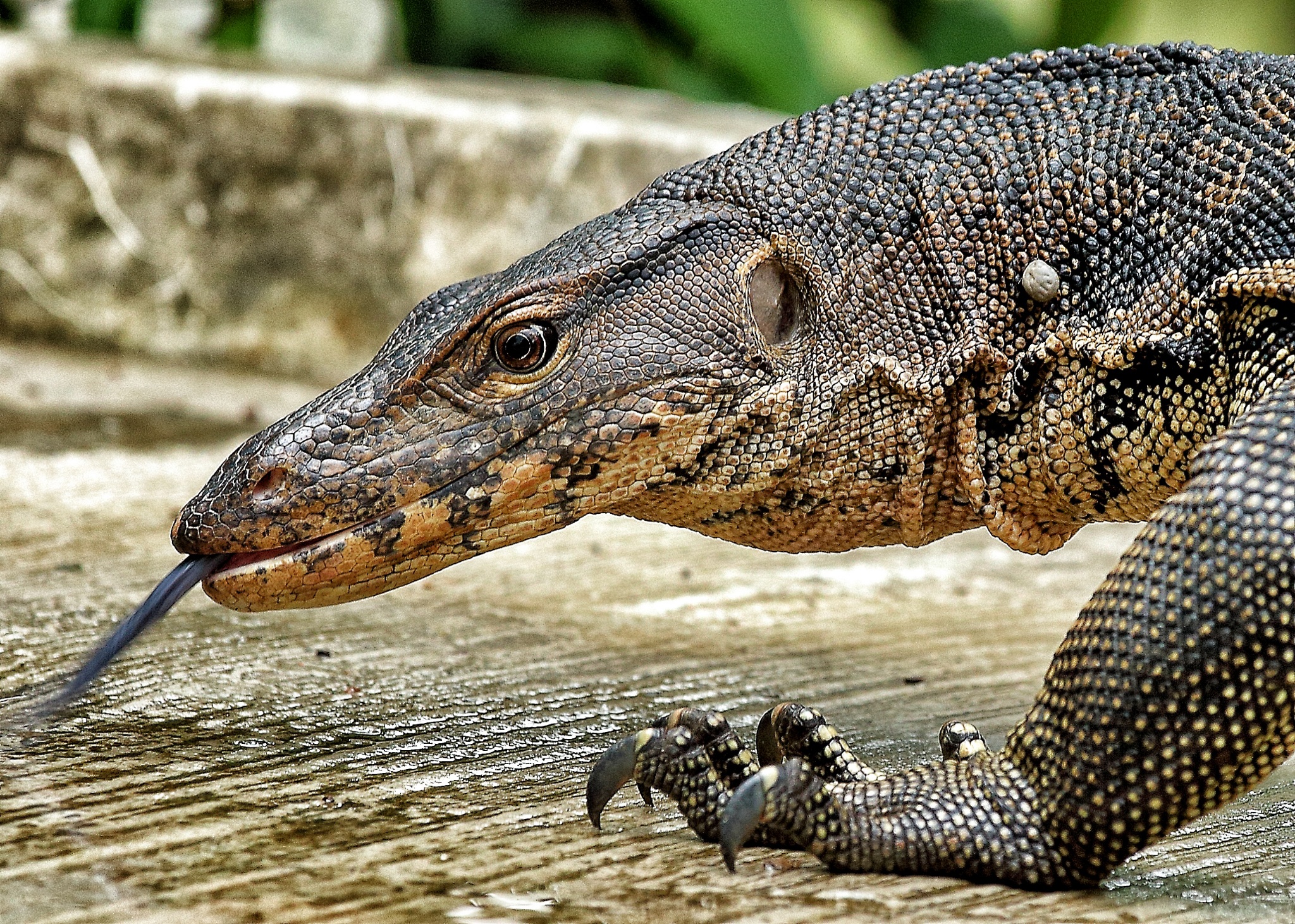 The Water Monitor Lizards of Sungei Buloh - TheSmartLocal