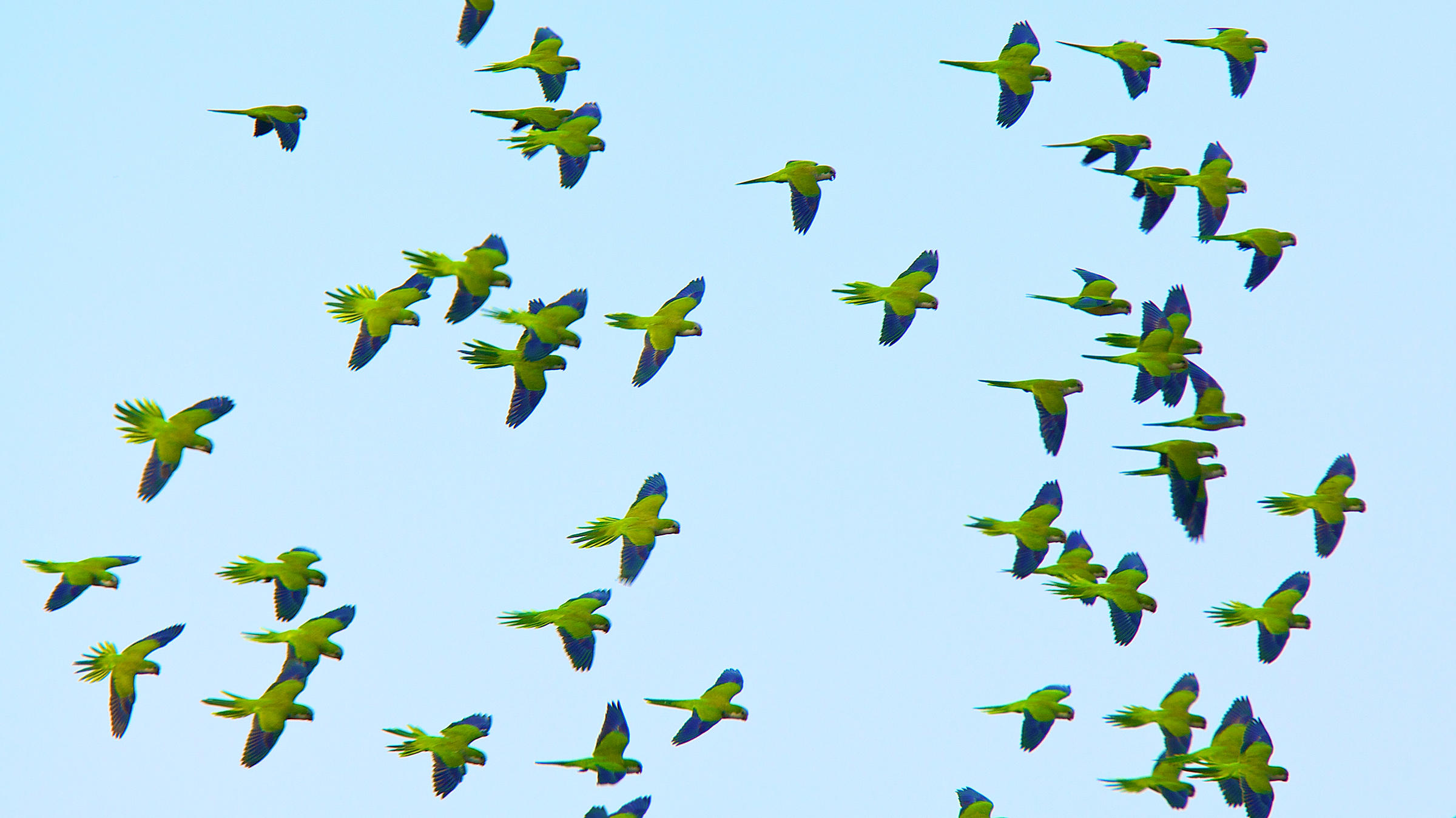 How Monk Parakeets Pick Their Battles | Audubon