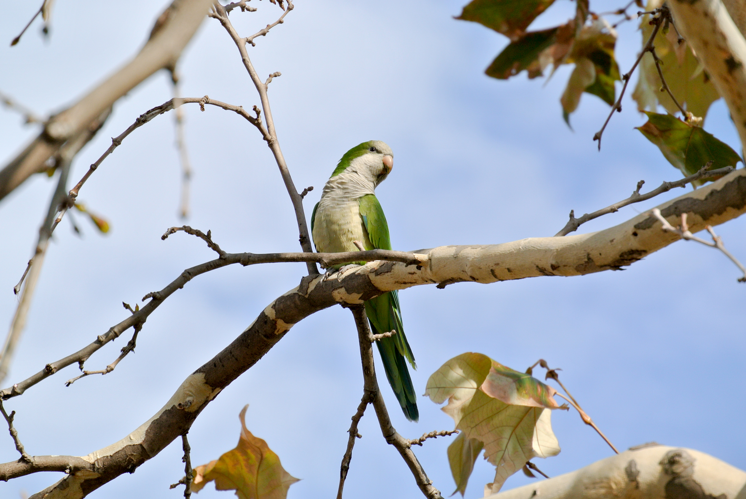 Update: Resolution for Monk Parakeets | Travis Audubon